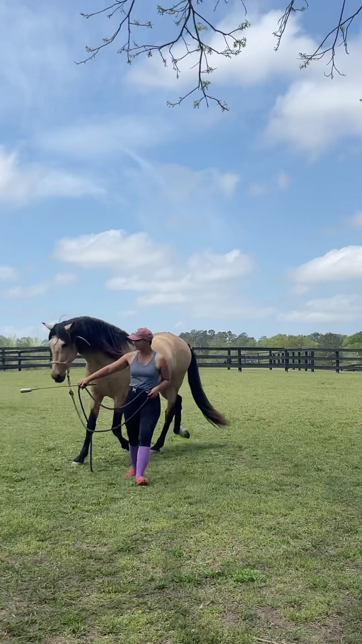 Self carriage doesn’t have to be taught through structure and rigidity, one of my favorite ways to teach it is through play and movement variability. Too often dressage is thought of as being successful because of its rigid structure, but I find that some of the most beautiful ways in which I see my horses is through self discovery in imperfection ❤️.
Dancing has been and still is such a huge part of my life. It is freeing. it allows for self expression, play and intimacy with whoever you dance with. It is unspoken language that allows for two beings to move seamlessly and create art.
Yes I know my outfit is 🫣😆
#dressagehorse #stallion #baileinolvidable❤️ #badbunny #boricua