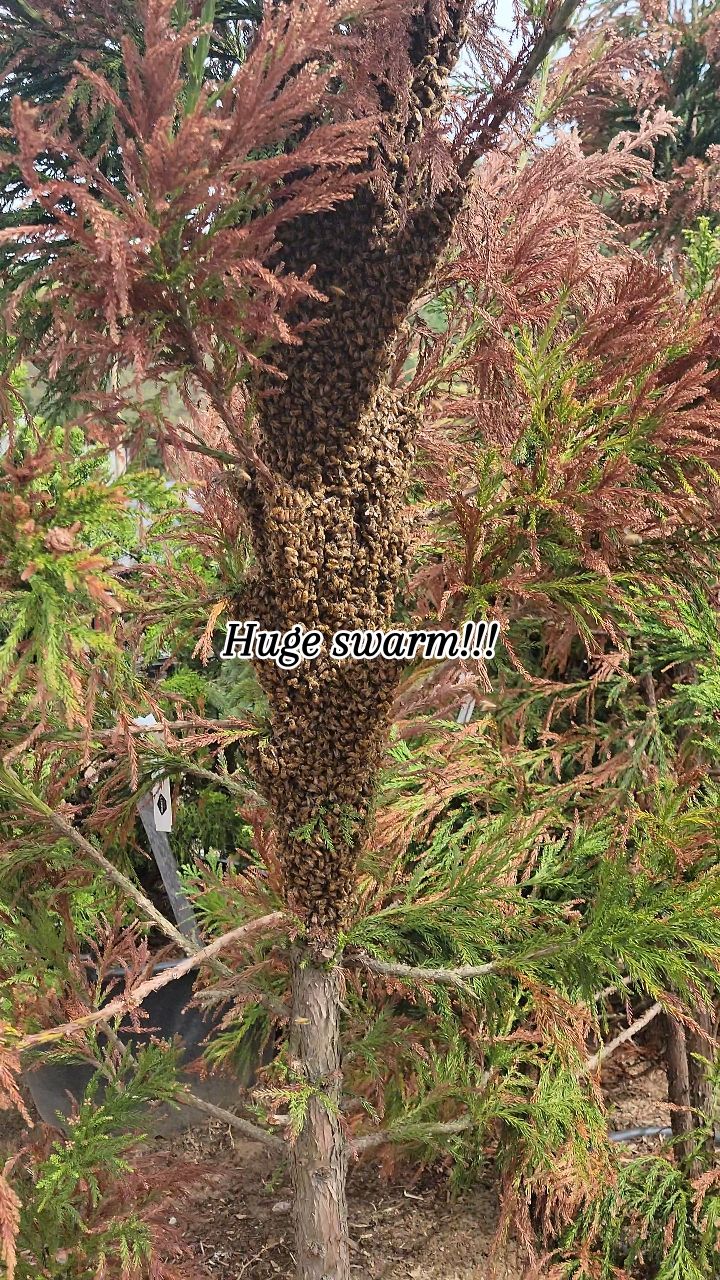 More from the swarm at @himmelsgardencenter yesterday!!!