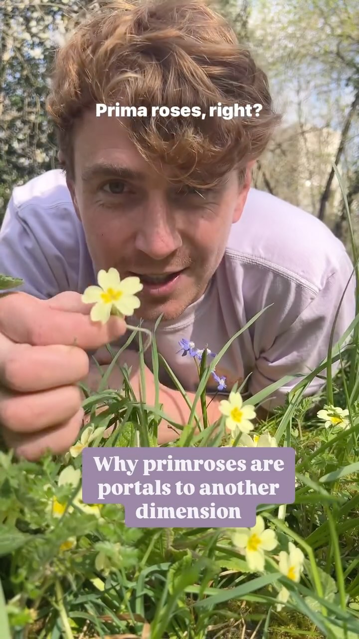 Watch to the end to see the fairies get their revenge. Have you heard any other good primrose folklore?
Primroses have a close relationship with fairies in many folk traditions. They guard their realms, provide them with homes and give humans the magical properties needed to glimpse their other worlds.
#folklore #fairies #primroses #foraging
