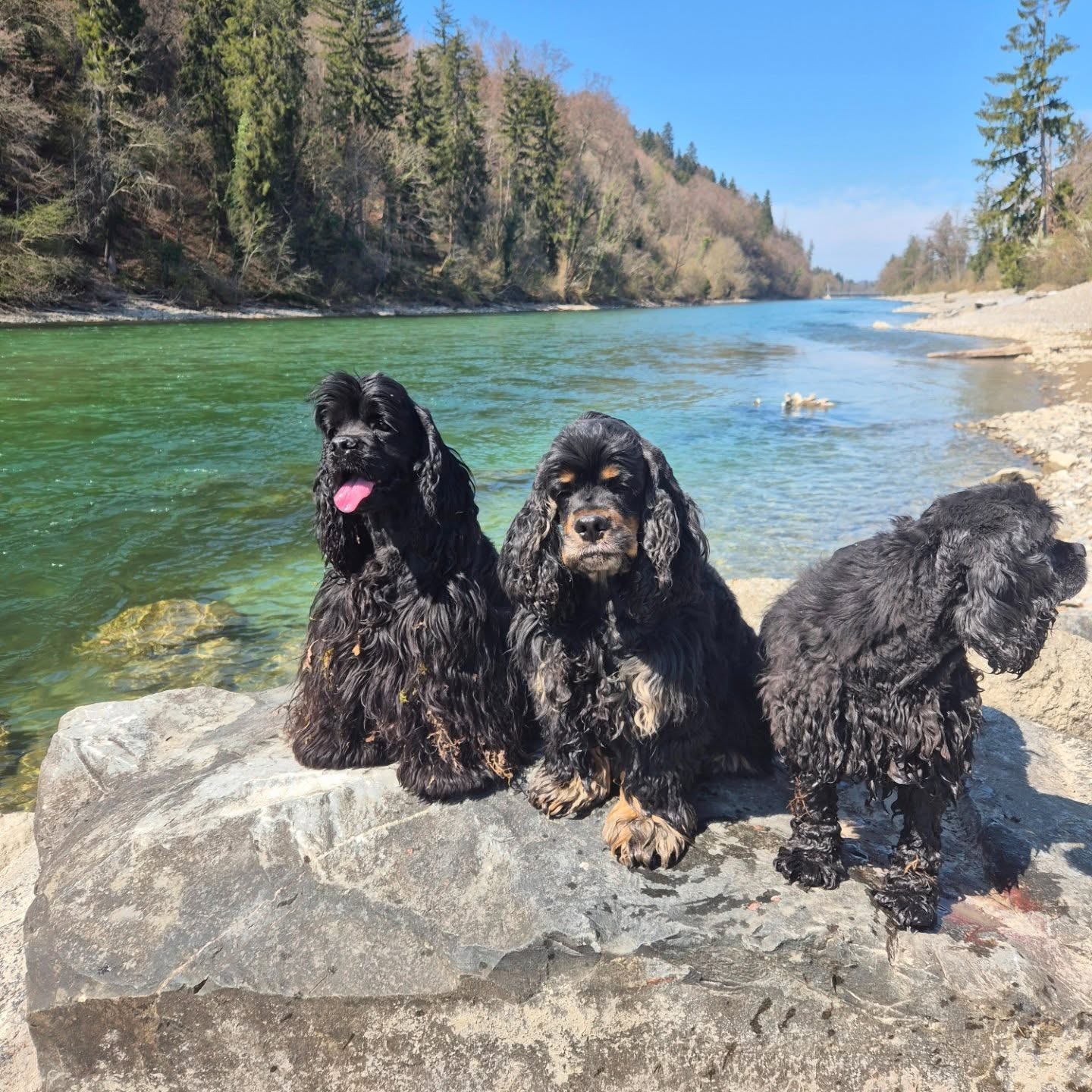 A dr Aare 😀
#americancocker #cockerspaniel #aare