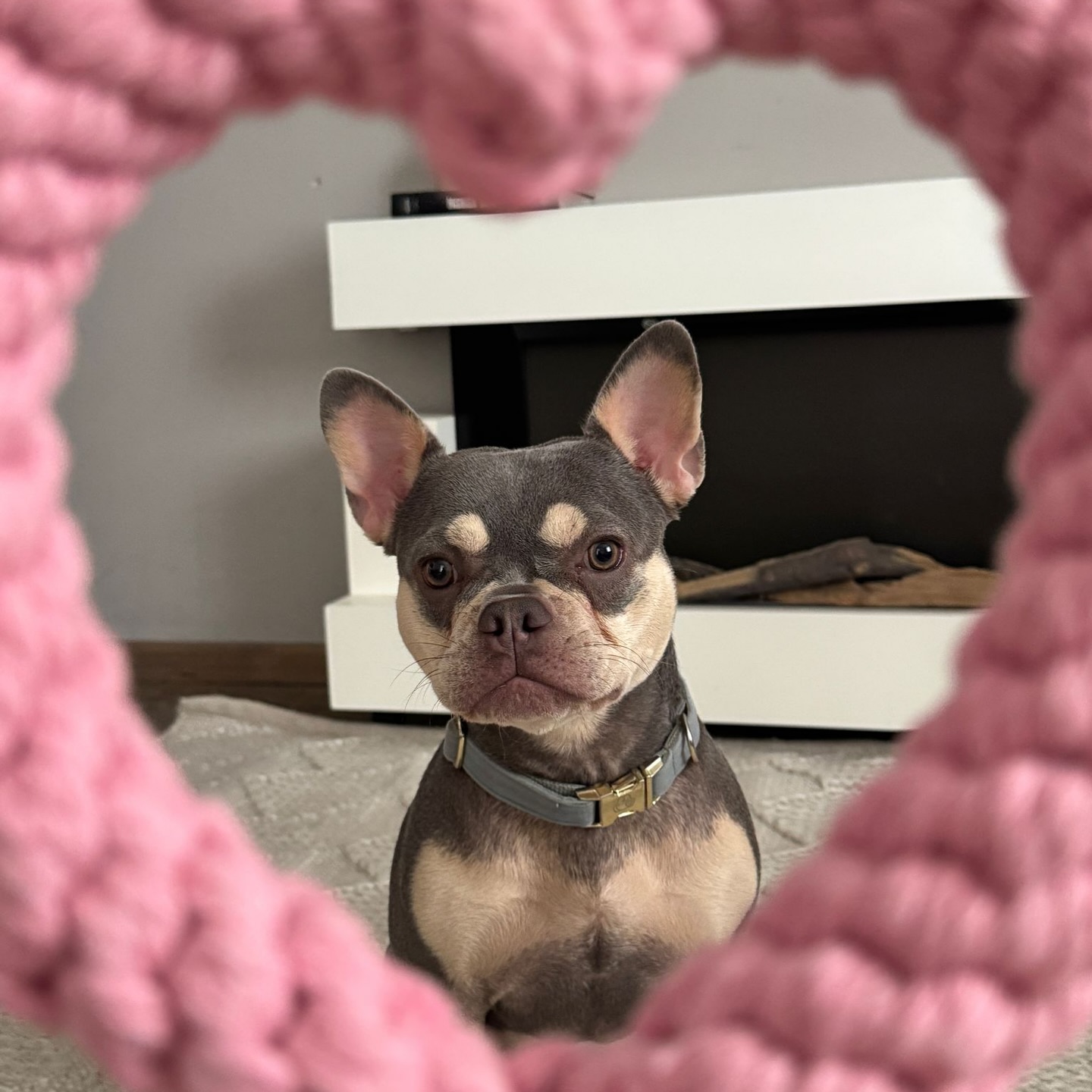 Wunderschöne Fiamma feiert ihren Geburtstag mit einer Flasche Champagner und testet dabei ihre neuen Spielzeuge aus🥹❤️
Zuckersüsse und sportliche #Nachzucht in der Farbe lilac tan. 💜👽
Happy Birthday an alle F-chens. 🎉
#AlphaBully #sportlichebulldogge #französischebulldoggen #bulldoggswithnoses #bullymitnase #healthyfrenchie #frenchiesofinstagram #sportlichefrenchies #nasenbär #retrofrenchie #huskyfrenchie #französischebulldogge #französischebulldoggedeutschland #französischebulldoggeschweiz #bullysmitnase #frenchiebreeder #bulldoggezüchter