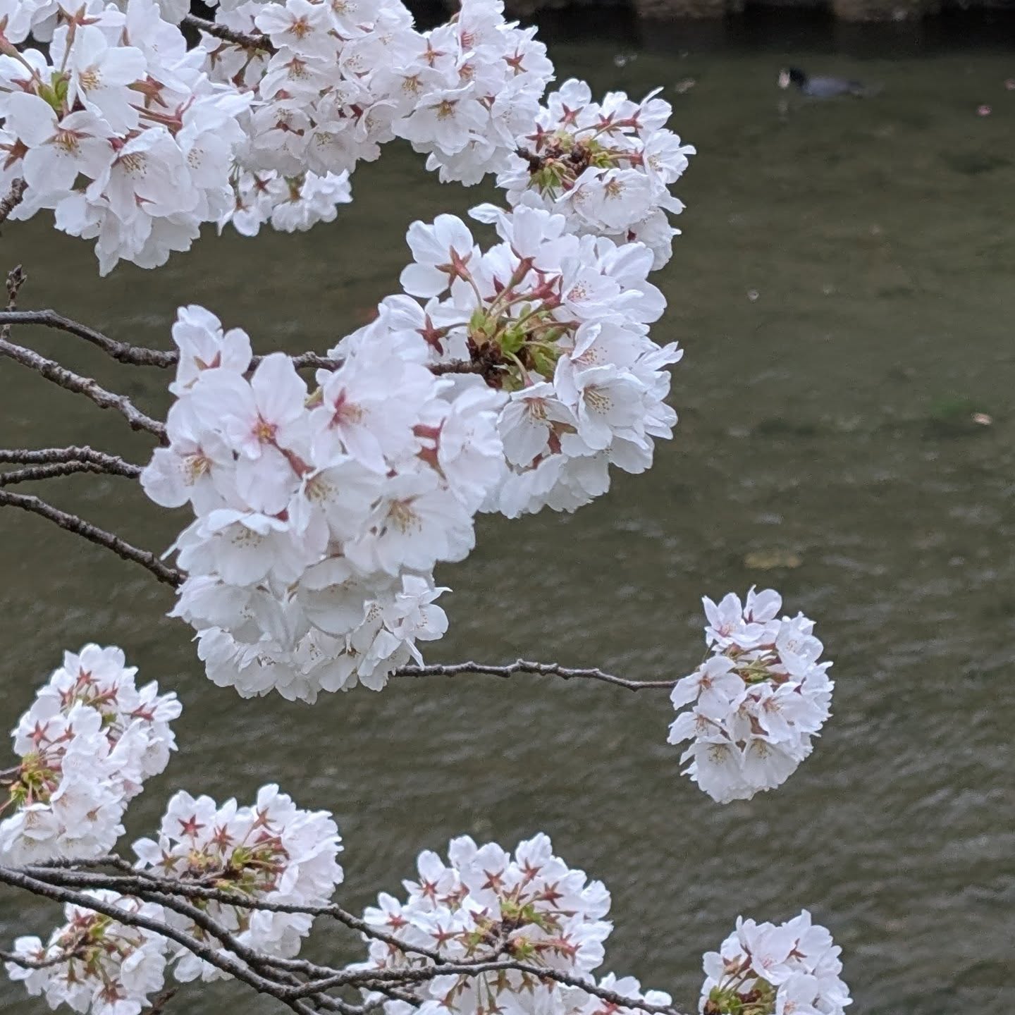 #いたち川沿い 満開のさくらとアセビ