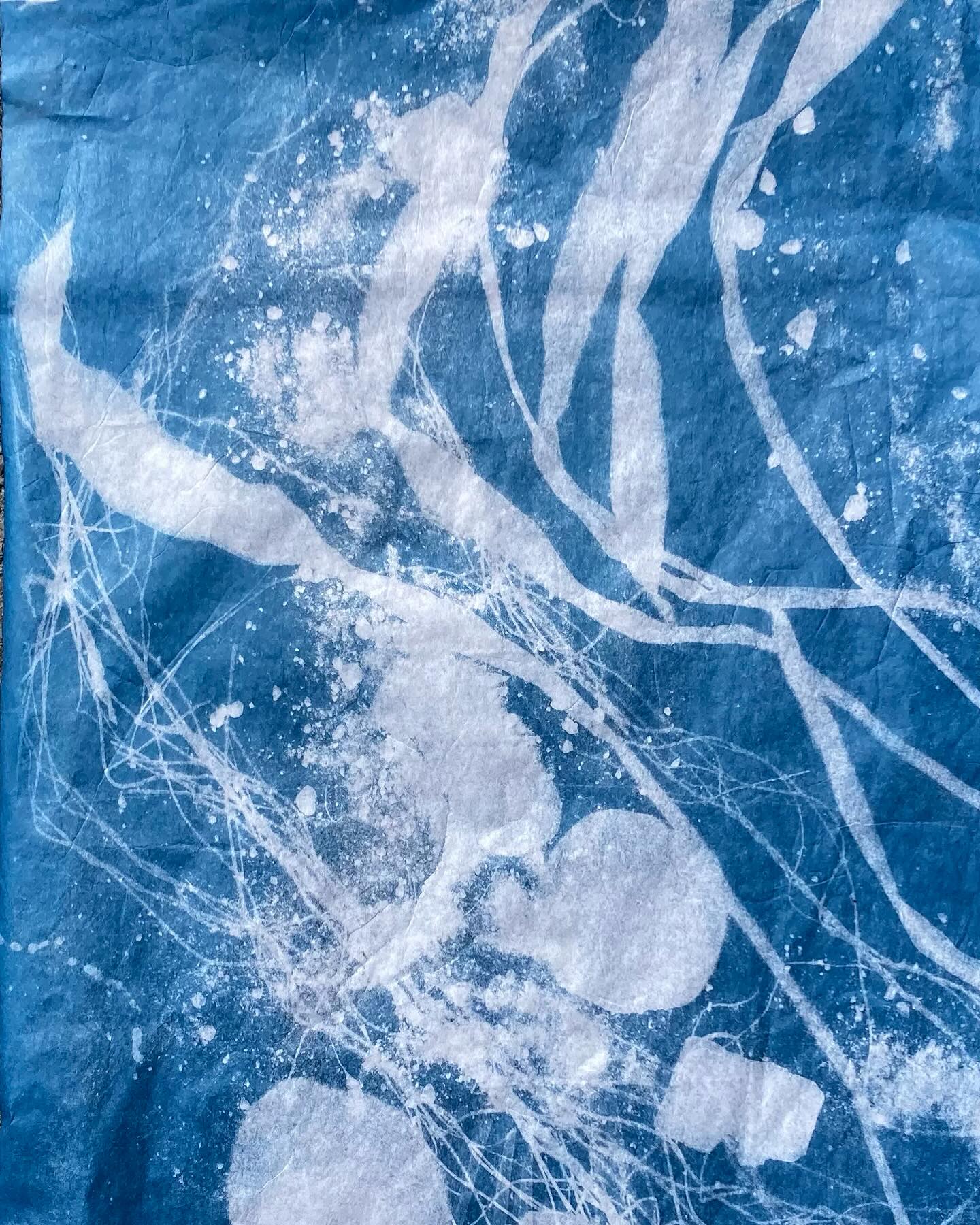 Cyanotype on Japanese paper. ‘Flow’ series. Using rocks and plant material from the Arveyron, Chamonix#cyanotype#contemporaryart#chamonix