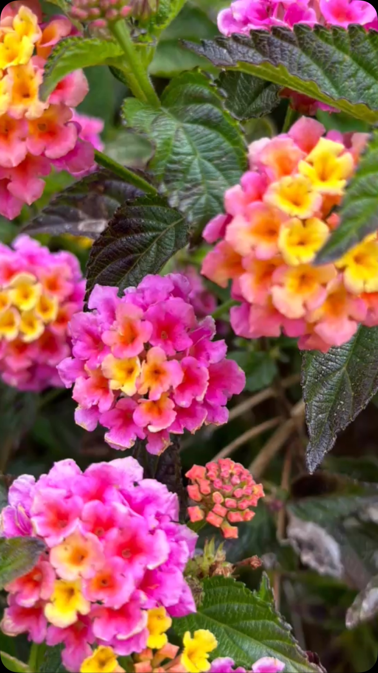 #spring #hope #love #flowers #renewal #nevergiveup #flower #bees #savethebees #bekind