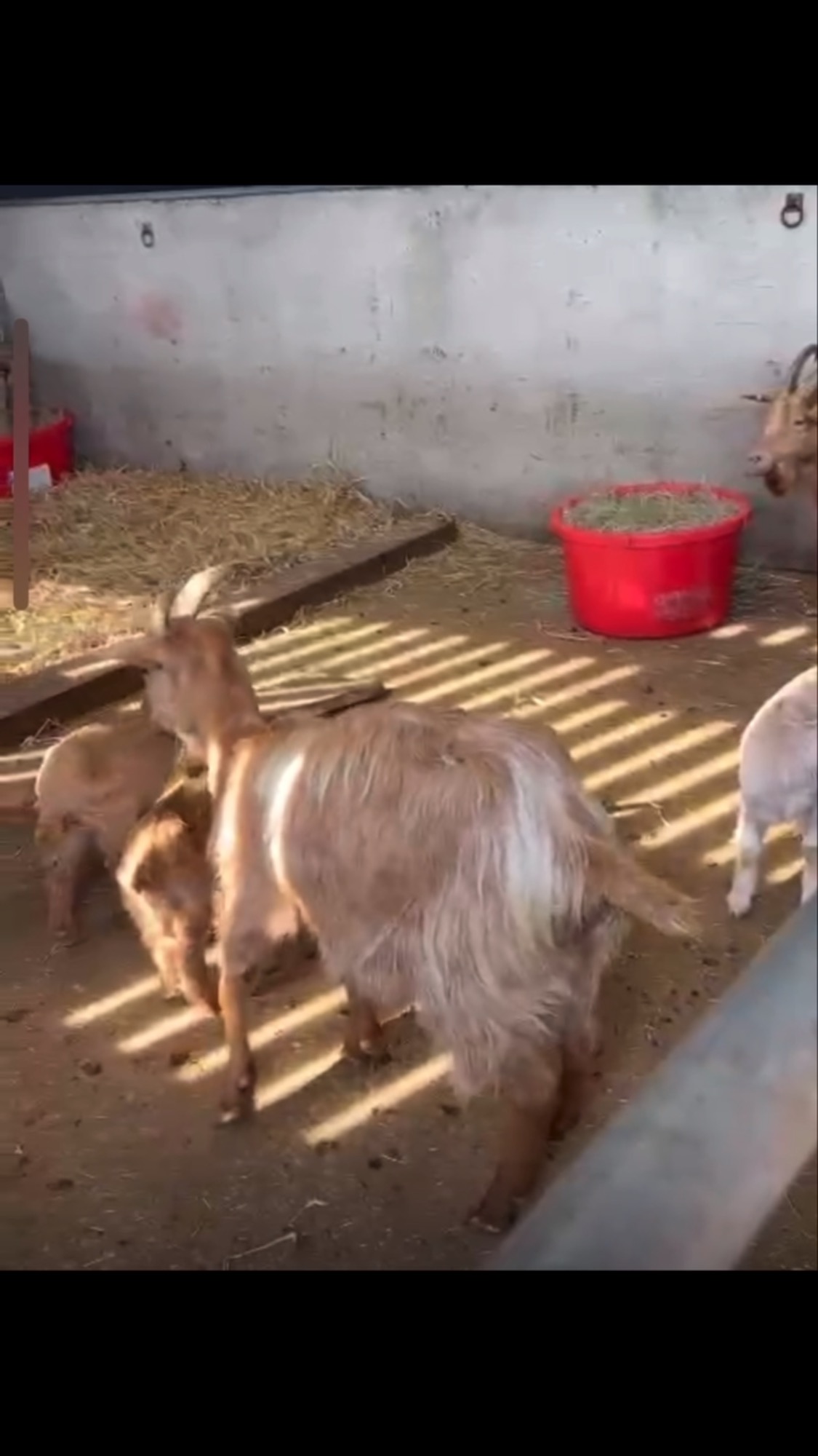 🐐🐑☀️Such a lovely ALL4U family day @hogshawfarm . Nothing like some fresh air and spending the day with the other ALL4U family members. Thank you so much to all who came along and made it another special day 🐐🐑☀️#fostering #foster #children #makeadifference #support #fosterfamily #fosterfamily #familyday #familyouting❤️ #fun