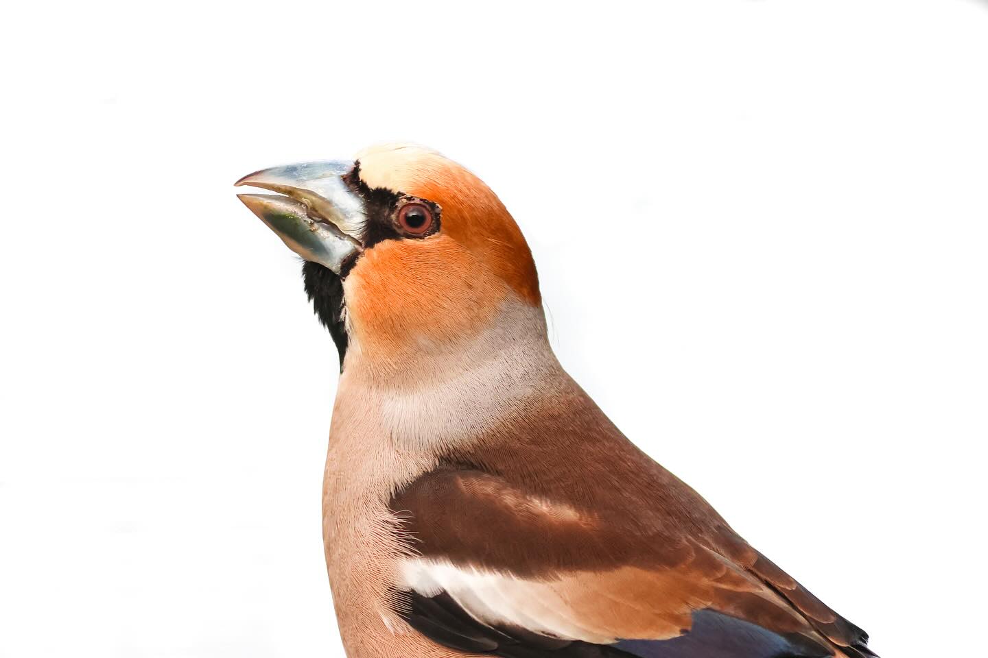 Hawfinches from my latest Wild Madrid photo tour š Photo hides can feel limiting, but for me theyāre a powerful exercise in seeing more deeply and thinking carefully about composition, backgrounds, patience and visual storytelling. After the initial adrenaline rush, I slow down and tune into my surroundings - birdsong, the curve of tree branches⦠The micro expressions and subtle shifts in light take the last shot beyond the one taken moments before.
#hawfinch #photohides #wildmadrid