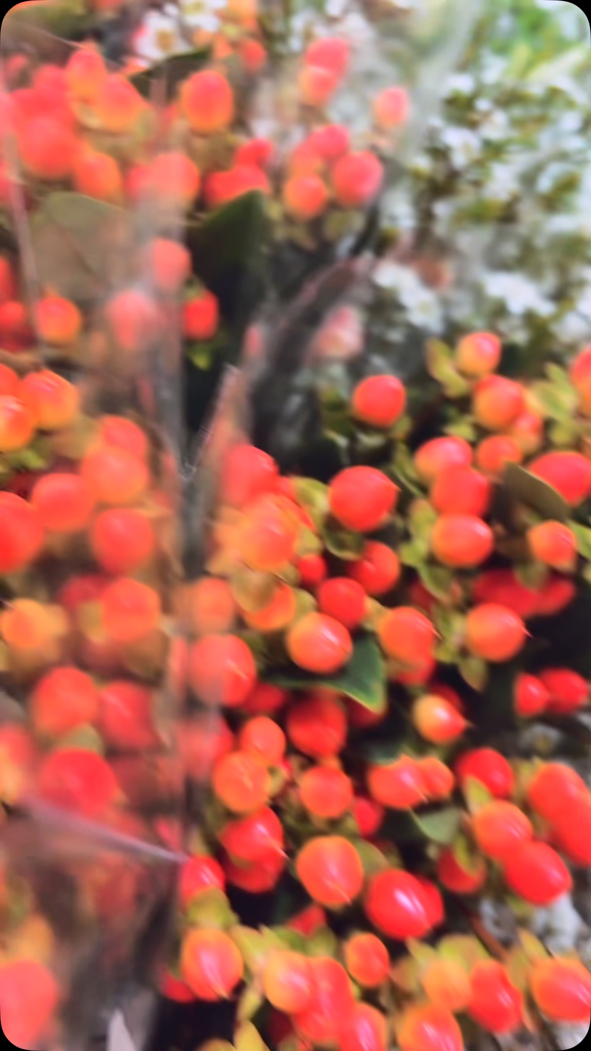 One wedding, two proms, three events, four… We’ve got your flowers, supplies, AND MORE!
.
.
.
.
.
#flowers #direct #wedding #prom #season #knoxville #chattanooga #cookeville #events #spring #supplies #tennessee