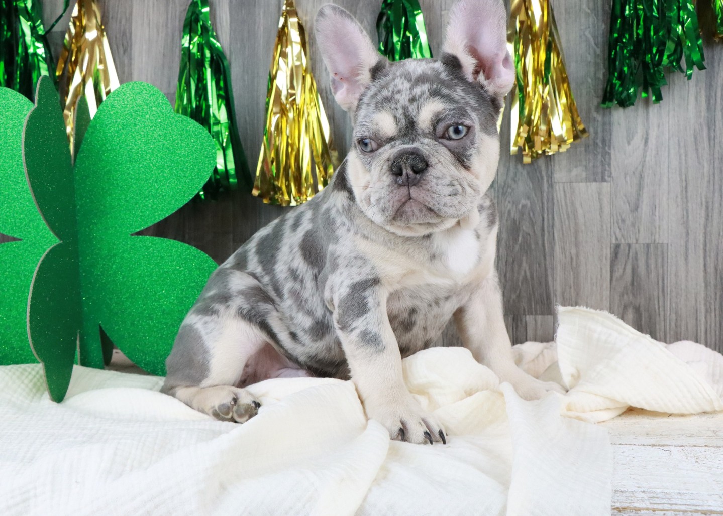 Paws the Merle French Bulldog is looking for his forever home! 🐶💖 With his playful personality and adorable looks, he’s ready to bring joy to your life. #FrenchBulldog #AdoptMe #Paws Link in Bio