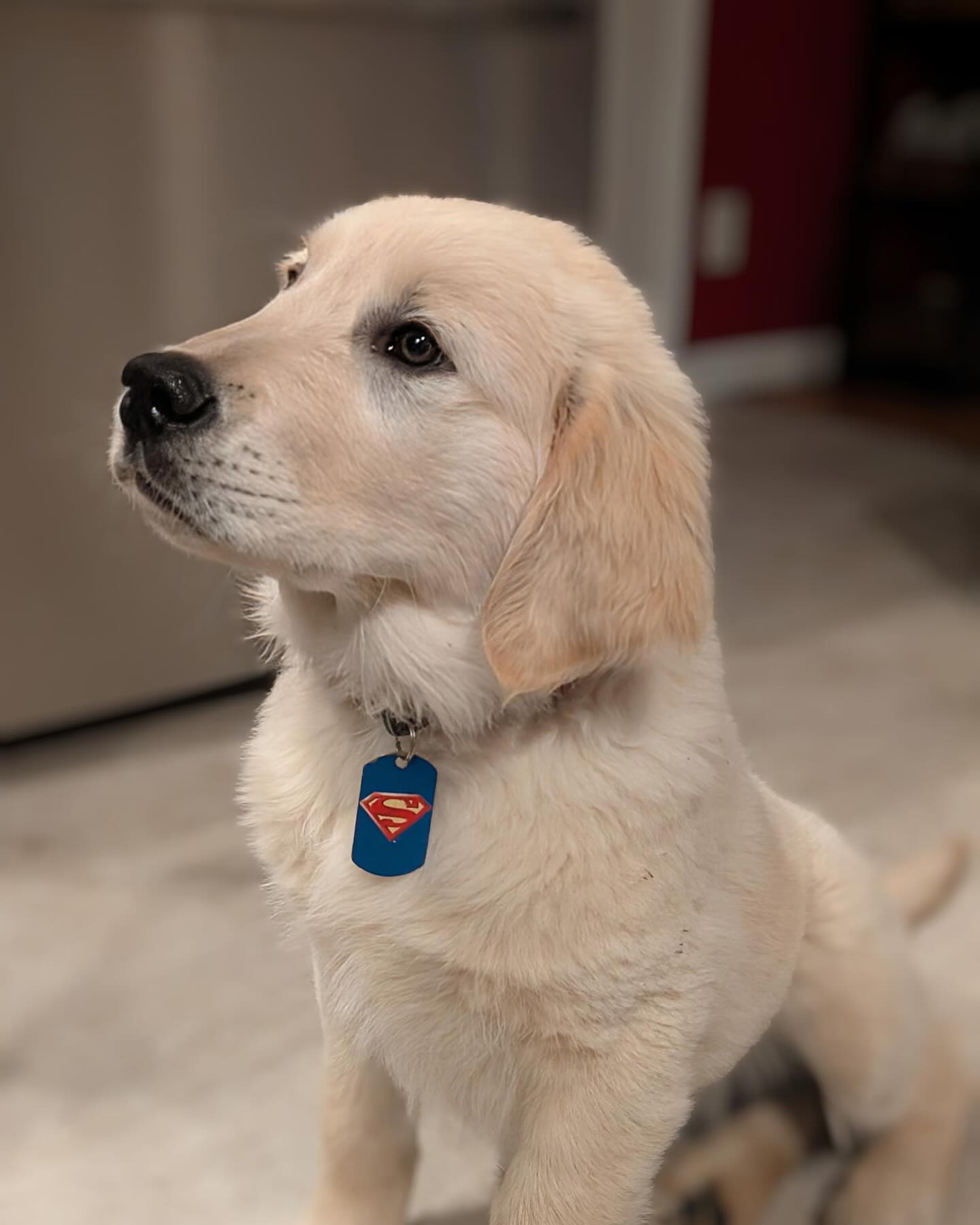 Krypto ❤️ what a dog! @angela.newsom.779 ❤️