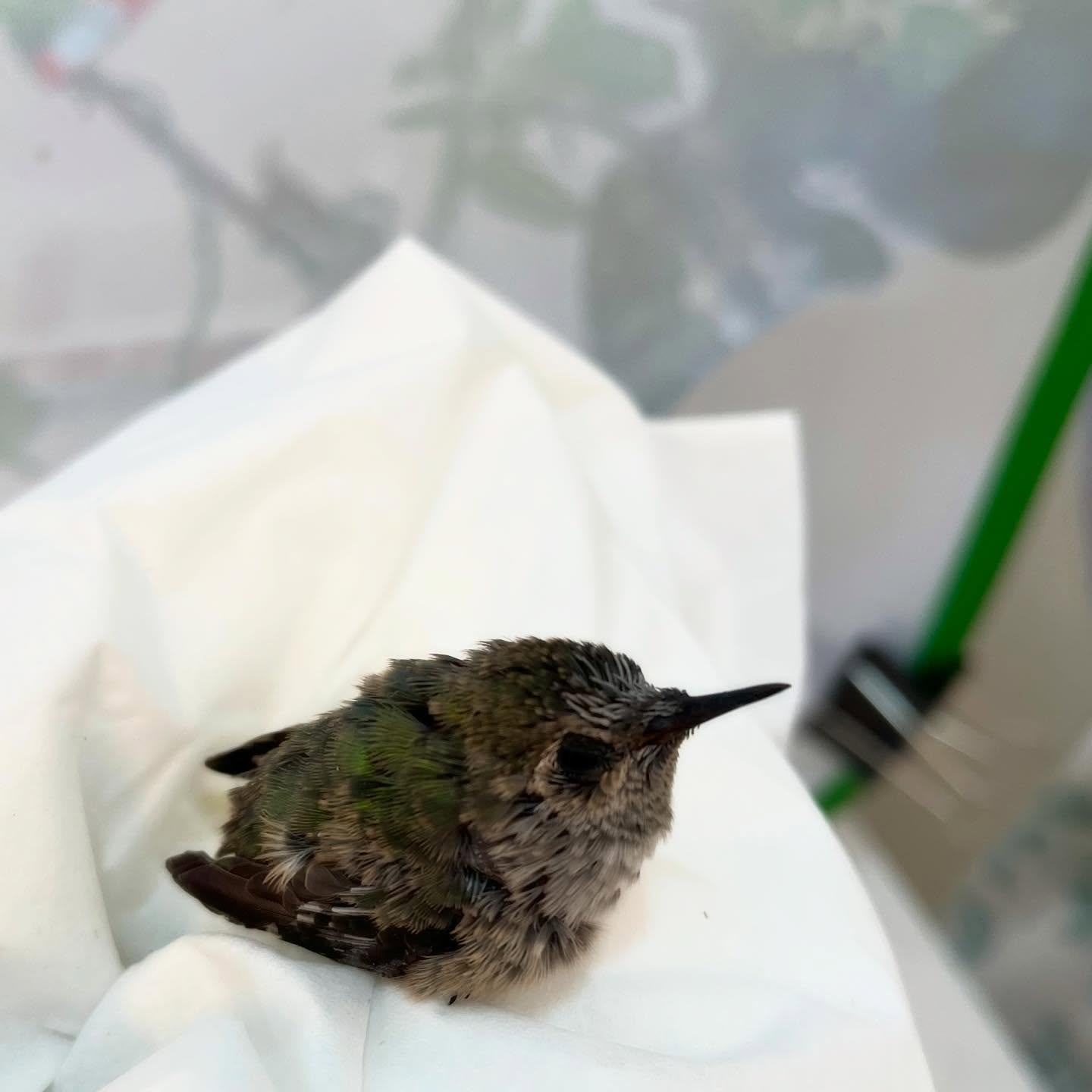 MULTIPLE MONDAY! As you scroll through these photos, you may think this is just one hummingbird going through the stages of development. These are actually all different hummingbirds in care!
These orphaned patients lost either their homes or their parents in one way or another. In some cases, they lost both. Whether it’s tree trimming, cats or the parents have not been seen, without the care and dedication of staff and volunteers at WERC, these little ones would not have a second chance at a wild life.
Fun fact: Hummingbirds actually start nesting in February so we have already released a few hummingbird patients!
#werc #wildlife #hummingbirds #bayarea