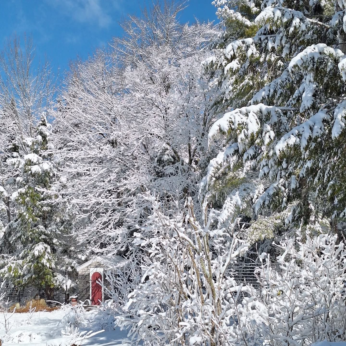 A brief and beautiful hiatus in spring garden prep -- my newly pruned fruit trees shouldn't mind.
.
.
.
.
.
#mainefarming #springtimeinmaine #aprilsnowshowers