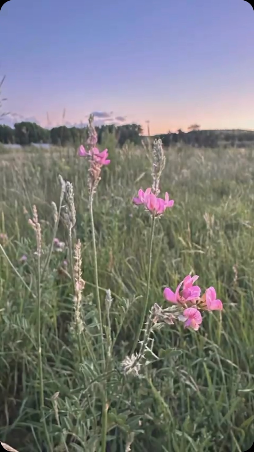 Reignite Your Purpose. Restore Your Balance.
Fresh from presenting at SXSW EDU, somatic coach Rebekah Easter is bringing her transformational leadership guidance to Montana this June 18–21, 2025, for the Women’s Resilient Leadership Retreat.
Set against the serene prairies of Big Timber, and in collaboration with the equine Wide Sky Ranch, this retreat offers:
🪻Purpose Clarity: Break through the noise to discover what truly matters.
🪻Resilience Skills: Learn science-backed somatic and movement practices.
🪻Connection and Insight: Build an authentic and supportive peer network.
🪻Transformation with Horses: Connect with horses to tap into your deepest wisdom (no prior experience necessary).
This is your opportunity to step away from the everyday and reset in one of the most breathtaking locations in the country.
Spots are limited, sign up here or at the link in our bio!
https://wideskyadventures.com/womens-leadership
#wellnessretreat #WomenInLeadership #MontanaRetreat #ResilientWomen #LeadershipSkills #somaskills #sxsw2025