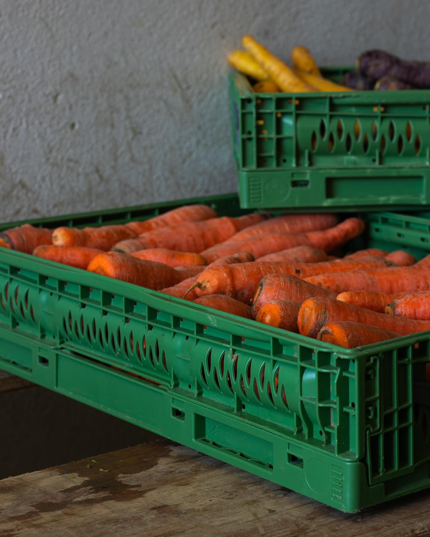 Die Karotten - das Lieblingsprodukt vom unserem Seniorchef könnt ihr ganzjährig in unserem Sortiment finden. Karotten sind so vielseitig auf den Tisch zu bringen und ein toller Lieferant vieler Vitamine, wie zum Beispiel Beta- Carotin. Ihr wisst, das für die guten Augen. Seit einigen Jahren haben wir auch Sorten in gelb und rot. Die bunten Farben der Karotten machen Spaß und sehen gerade in einem klassischen Karottensalat super aus. Und ich finde man schmeckt auch einen Unterschied zwischen den verschiedenen Sorten. Habt ihr das auch schon ausprobiert? Diese Woche gibt’s bei uns bei uns eine kleine Karottenaktion. Kommt vorbei und probiert gerne aus. #karotten #karottensalat #karotte #kochen #essen #foodfotografie #saison #frühling #ostern #heimat #hofladenlang #regional #wochenmarkt #wochenmarktlörrach #liebe #salat #bunt #🌈 #kandern #karsau #schwörstadt #wintersweiler #hofladen #lörrach #basel #weilamrhein #efringenkirchen #rheinfelden #wochenmarkt24dreiländereck #wochenmarkt24