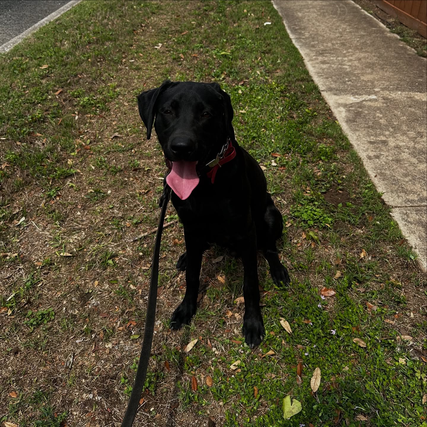 We are officially 100% booked for April Board and Trains and are halfway booked for May! If you have vacation planned for the summer time feel free to reach out and put a deposit down to hold your spot!!! We look forward to working with you all! Also everyone give Jett a round of applause he goes home today and has transformed night and day with his socialization skills and of course his obedience!
#satxdogs #satxdogsofinstagram #sanantoniodogtraining #jett #boardandtrains #ecollar #ecollartechnologies #ecollartraining #sprengerdog #satx #dogtrainersoftexas #texas