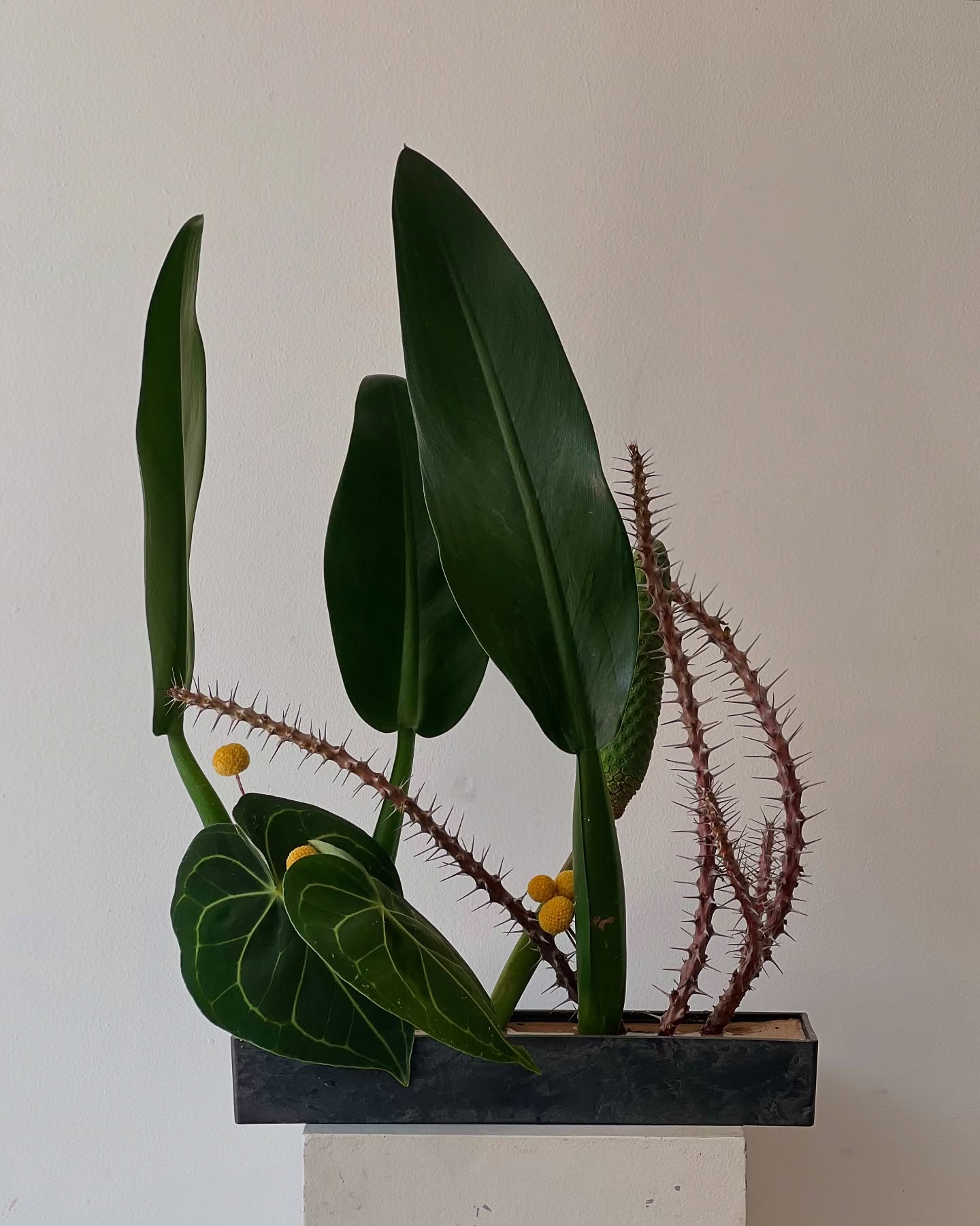 Plants with such fun shapes and patterns—swaying together in a line, so charming to watch.
#Ikebana #floralart #tropicalleaf
