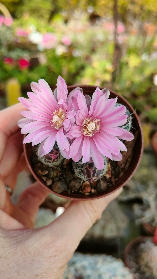 Heute haben diese Schönheiten in meinem Gewächshaus geblüht.
#kaktusgaertnerei #kaktusliebe #kaktusgarten #kaktusblüte #cacticacticacti