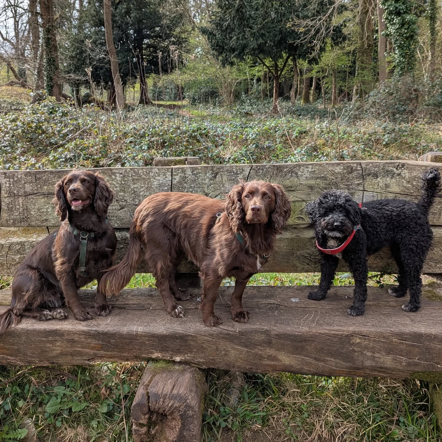 Coco & Winnie are back after their holiday ☺️
We missed you, ladies!!