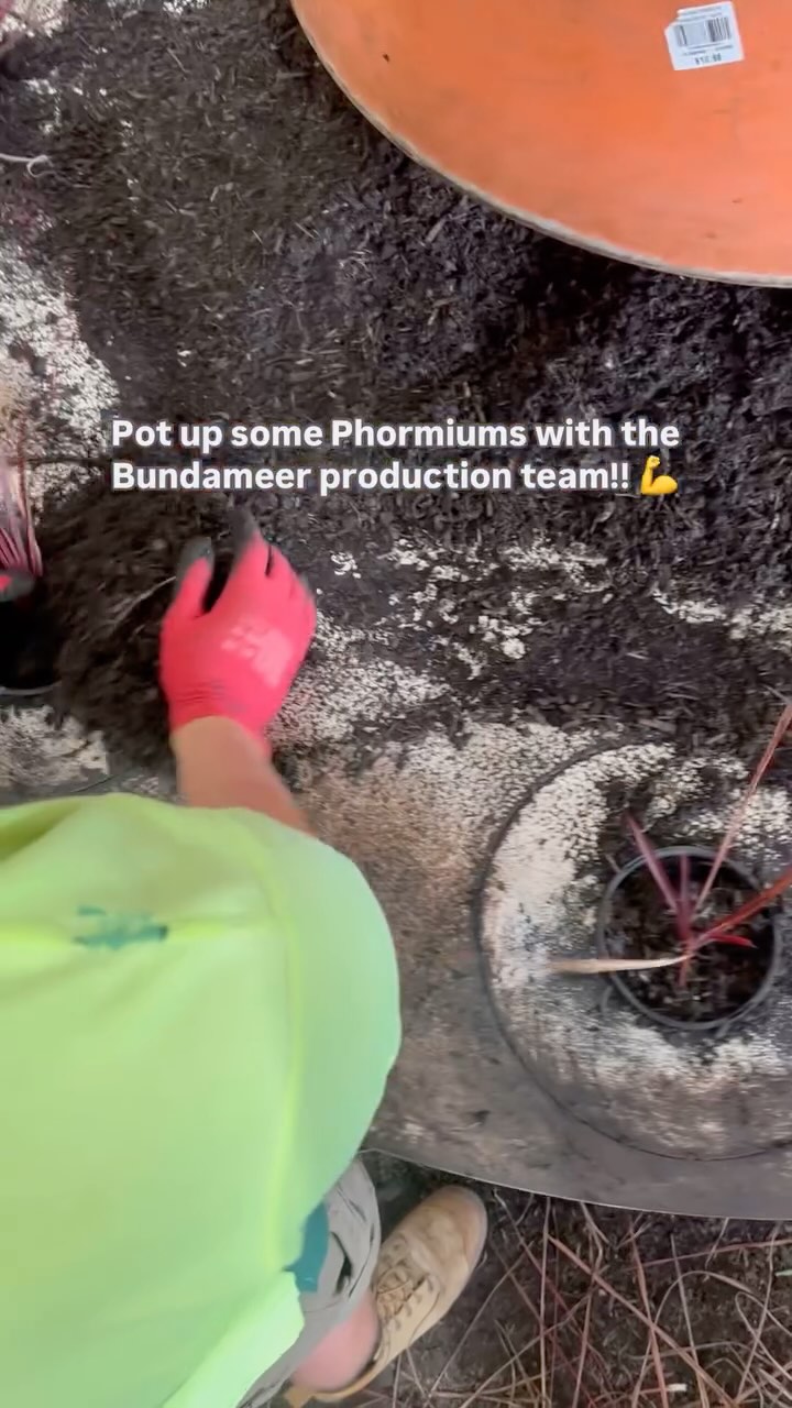 The production team has been absolutely smashing it at Bundameer this past couple of weeks, getting all our Phormiums divided!!! They’ve been fed and put back into fresh soil to grow up big and strong for our next batch of sales ready plants 🌱🙌
Stay tuned to see when these babies hit that live stock list 💥
.
.
.
.
.
#phormium #landscapedesign #wholesalenursery #morningtonpeninsula #australianlandscaping #plantnursery
