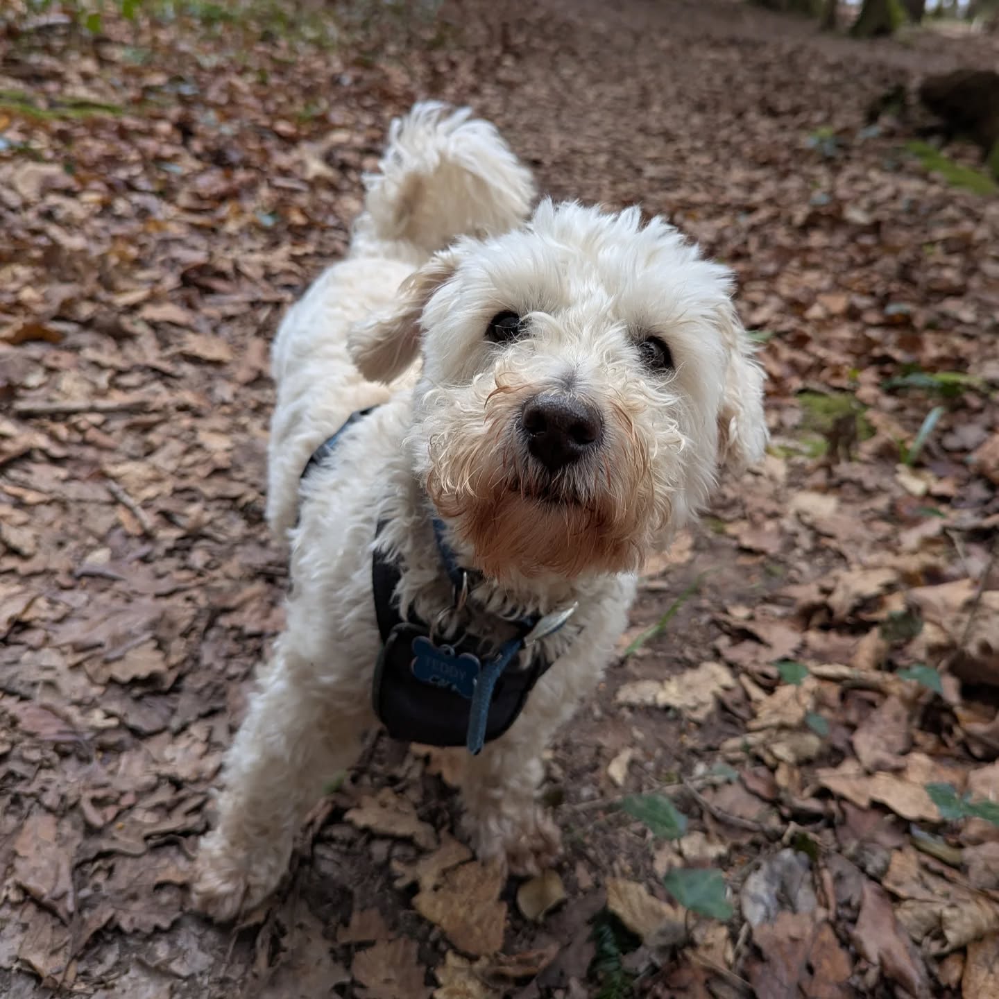 Welcome Teddy! Our new, super cute recruit! 🫡