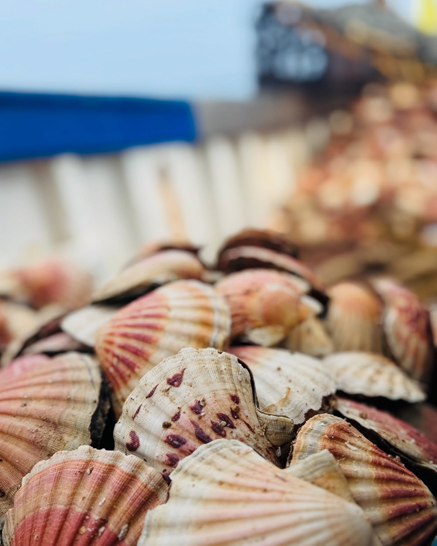 Bonjour à tous ☀️
👉🏼Nous avons eu le planning de rattrapage pour la semaine prochaine
Nous vous proposons, Mardi 15 Avril, une vente de coquilles st Jacques ( l’avant dernière de la saison …)
📍À retirer à la petite boutique Mardi
Entre 16h et 20h 😉
⚠️Par sac de 25 kg uniquement, comme la semaine dernière 😉
🚨Encore à 2€50/ kg, alors on en profite 😋
Uniquement sur commande !!!
📞par sms au 06.59.81.72.43
👉🏼 Et en attendant on se retrouve demain matin de 10h à 12h à la petite boutique
16 rue ar Men à Erquy
Avec du 🐠 et des 🦀 fraîchement pêchés 🤗
Pour vous régalez ce week-end
Bonne journée 😎
#providence #araigneesdemer #araignees #poisson #fish #local #ultrafrais #coquillessaintjacques #coquillesaintjacquesdelabaiedesaintbrieuc #coquillesstjacques
#venteendirectdupecheur #femmemarinpecheur #womenofthesea #womenfishing
#erquy #erquytourisme #bretagne #capderquyvalandré
#bretagnetourisme #mydinancapfrehel #bretagneforever #pourdebon #expedition #24h