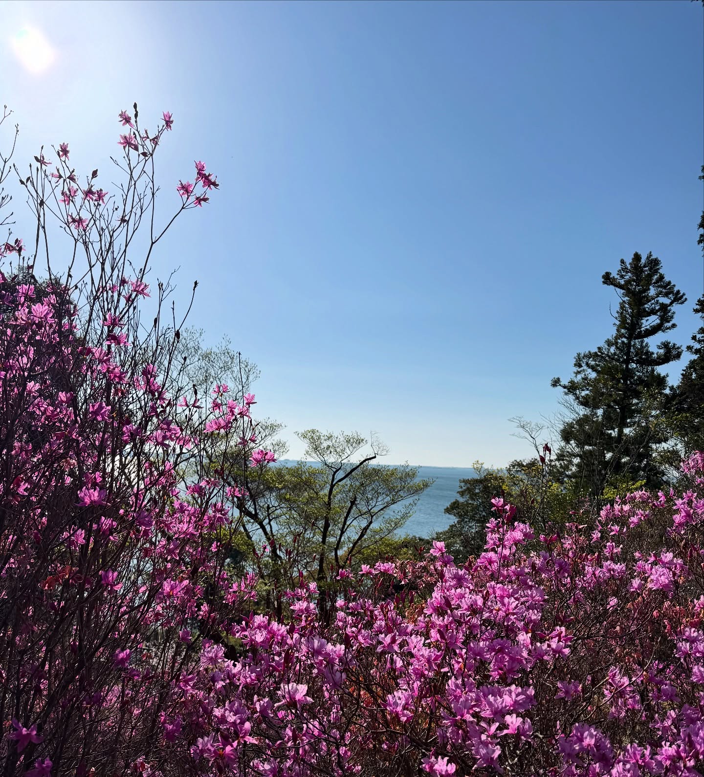 正太寺のミヤマツツジも最盛期は過ぎましたが、まだこれから咲き誇る株もあります。かえって最盛期には見れない景色もあります。自然にできちゃったふかふか苔ロードもぜひ楽しんでください。
