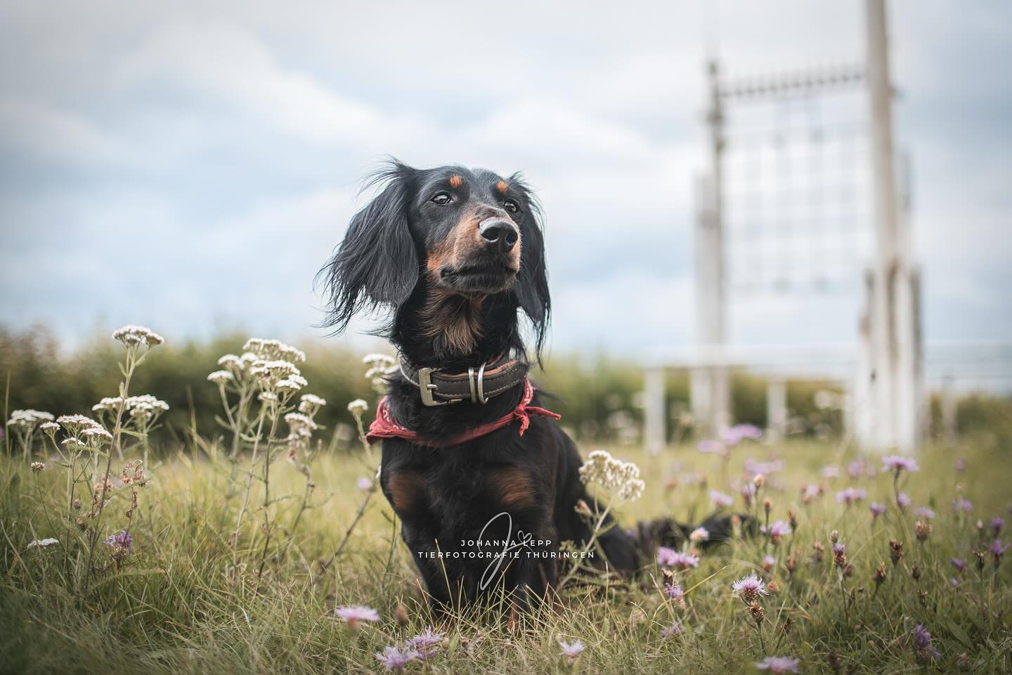 LOUIS
Ich stecke bis über beide Ohren in der Bearbeitung der Bilder aus den Niederlanden. Das Wochenende war so aufregend, interessant und ereignisreich! Ich traue mir gar nicht auszusprechen, mit wievielen Bildern ich noch Hause gefahren bin 😅🙈
Für eine bessere Einschätzung: 4 Tage Haus & Hof Bilder + 2 Tage 8 Teilnehmer, insgesamt 12h Fotomaterial. Ihr könnt ja gerne unten mal raten 😎👇🏼
•
Du hast Fragen oder möchtest direkt ein Shooting buchen? Meld dich gern 🌸
📧 info@tierfotografie-thueringen.de
💻 www.tierfotografie-thueringen.de
#hundefotografie #tierfotografie #thüringen #dackel #dackelliebe #gotha #boxberg