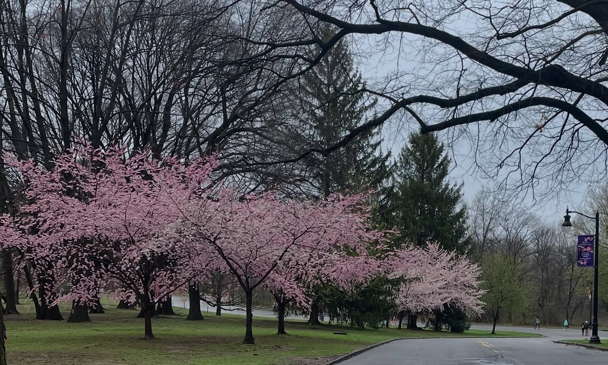 FINDING PEACE IN NATURE🌸🌸 spending time in nature; absorbing the beauty that surrounds us each day, inspires me to live in joyous simplicity ❤️ Branch Brook Park Cherry Blossoms 🌸🌸🌸🌸🌸🌸🌸#branchbrookparkcherryblossoms