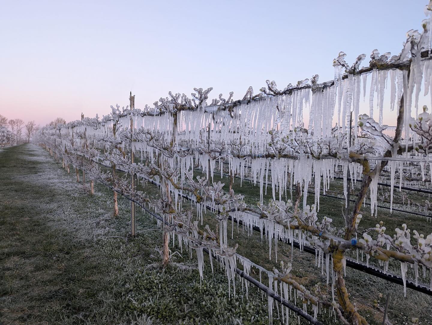 ❄️ Frostschutz à la Kiwi-Style! ❄️🥝
Wenn es nachts friert, duschen wir unsere Minikiwis!
Klingt verrückt? Ist aber genial!
Durch die Frostberegnung bildet sich eine Eisschicht, die die zarten Blüten vor dem Kältetod schützt.
Eis gegen Frost – wer hätte das gedacht? 😄
#frostschutz#kiwibeeren🥝#kälte#frühjahrsblüher#wasser #eiszapfen#landwirtschaftistleidenschaft