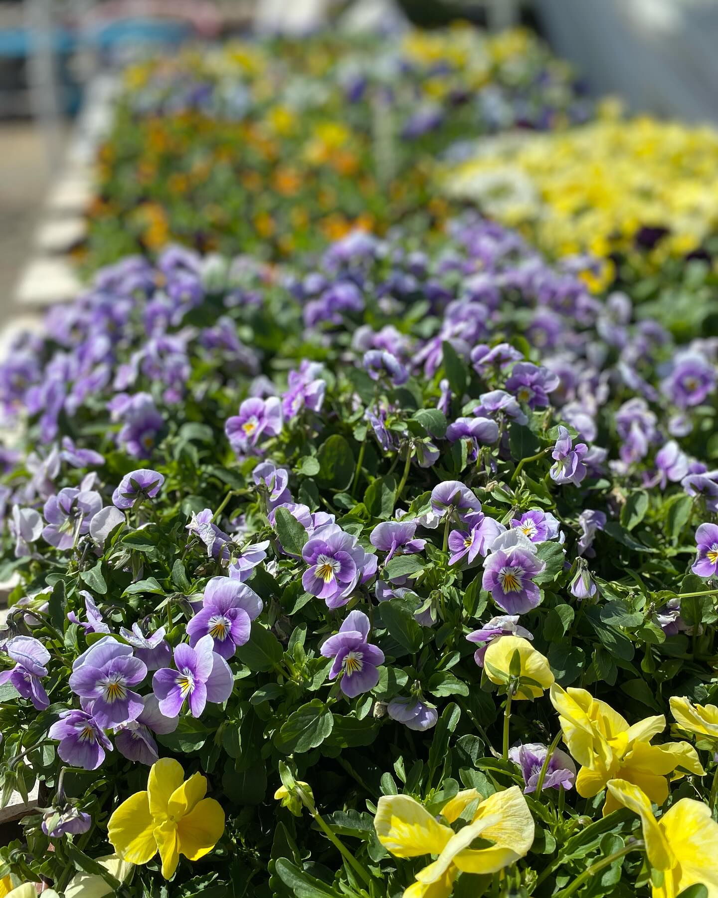 Spring fever!!!! These cold hardy colors are ready to go home with you! Pansies, Violas, and bulbs are available now. We will be here all weekend 10am-4pm.
🚨Soil and fertilizers are 25% off while supplies last
🌿Come say hi, we missed you!