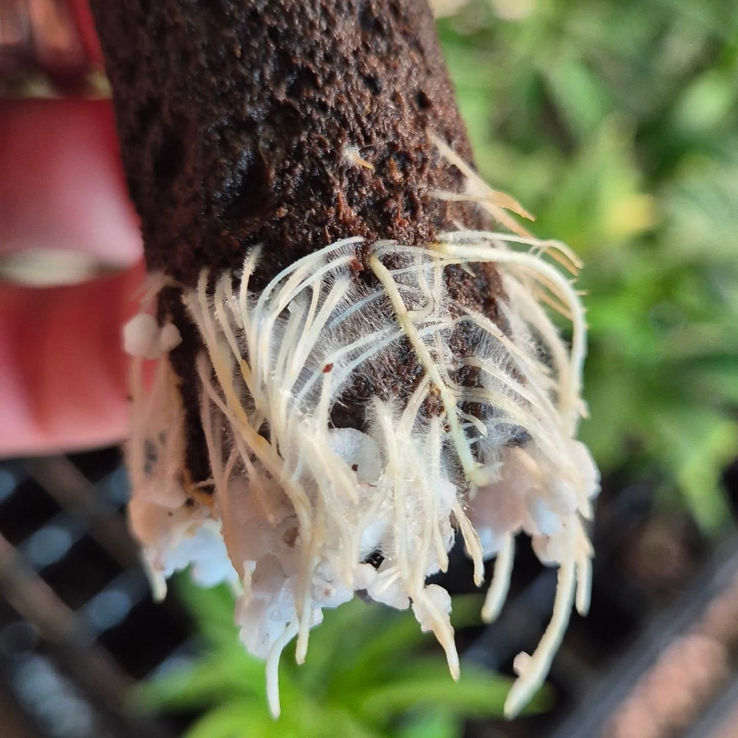 Roots roots roots. LOVE to see it. Too much stock! Specials coming soon 🌱