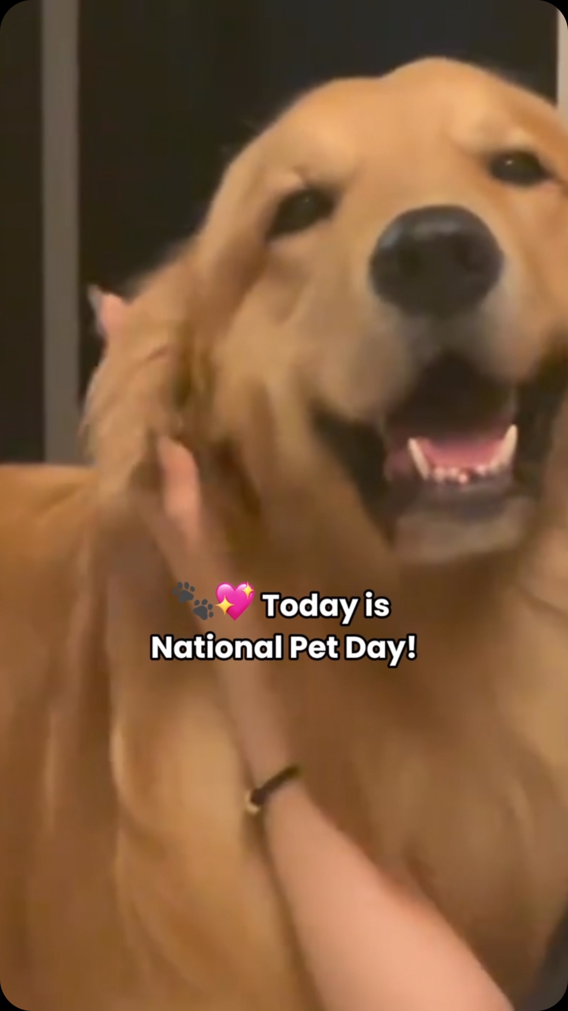 Celebrate National Pet Day by giving your furry bestie the love—and the joint support—they deserve.🩵🐶🐱
#Pawizon #HealthyPets #NationalPetDay #dogjointsupplement #dogsupplements #doghealthtips #doghealthyfood