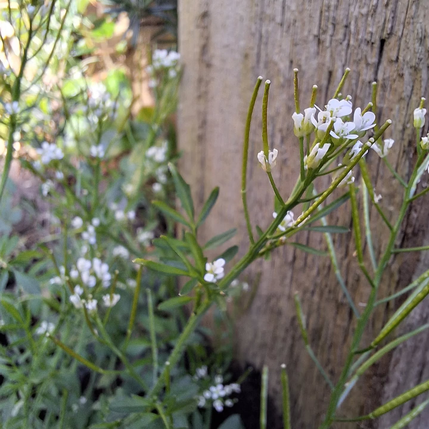 I was thinking about the unloved and forgotten today. This vibrant flower bed in the city centre is full of weeds, the botanical unloved.
It put a smile on my face and made me stop.
It's full of food and medicine - dandelions & nettles. There is a pioneering sycamore bursting with life.
When I got home I spotted a little plant I see everywhere this season. I looked it up this week so I could use it's name next time I say hello.
Hairy bittercress.
It takes like watercress.
Yum
Thank you.
Not unloved or forgotten here.
#natureconnection
#wildfood #weeds #loveallplants #plantkin