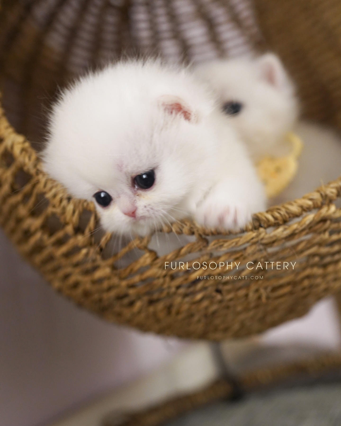 🩷what should I name her? Start with letter X
#britishshorthair #kitten #kitty