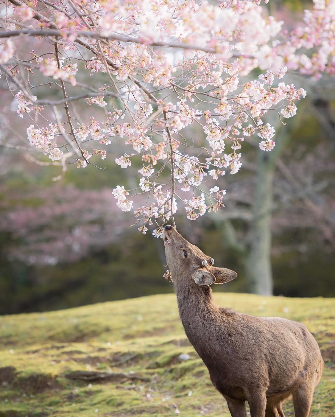 ๐ธ S a k u r a ๐ธ
In Nara, the gentle deer (๐ด๐ฉ๐ช๐ฌ๐ข) wander peacefully beneath blooming cherry trees โ a serene image of harmony between nature. As the sakura (ๆก) petals bloom, they mark not only the arrival of spring, but also the deep-rooted appreciation in Japan for lifeโs fleeting beauty.
In classical Japan, sakura symbolized the transient nature of existence, a concept called ็กๅธธ (mujล) โ the idea that all things change and nothing lasts forever.
During #่ฑ่ฆ (#๐ฉ๐ข๐ฏ๐ข๐ฎ๐ช, or flower viewing), families and friends gather under the blossoms to eat, sing, and simply be present in the moment. In this quiet, shared experience, weโre reminded that beauty is often brief โ and thatโs exactly what makes it so precious. โจ๐ธ
______________________________
๐๐๐ป ๐๐ฎ๐ฐ๐ ๐
The kanji for sakura (ๆก)is made up of two radicals:
ๆจ (๐ฌ๐ช) meaning โtree,โ and ๅฌฐ (ei)โa phonetic component that also hints at delicacy and beauty, often associated with children or beautiful, ornamental things.
______________________________
๐ธ: ym.nara_mislin
#ๆก #SakuraSeason #Hanami #NaraDeer #ๅฅ่ฏ #CherryBlossoms #่ฑ่ฆ #JapaneseCulture #NihongoNoNiwa #ๆฅใฎๆฅๆฌ #WabiSabi #Mujou #KanjiExplained #JapaneseLanguage