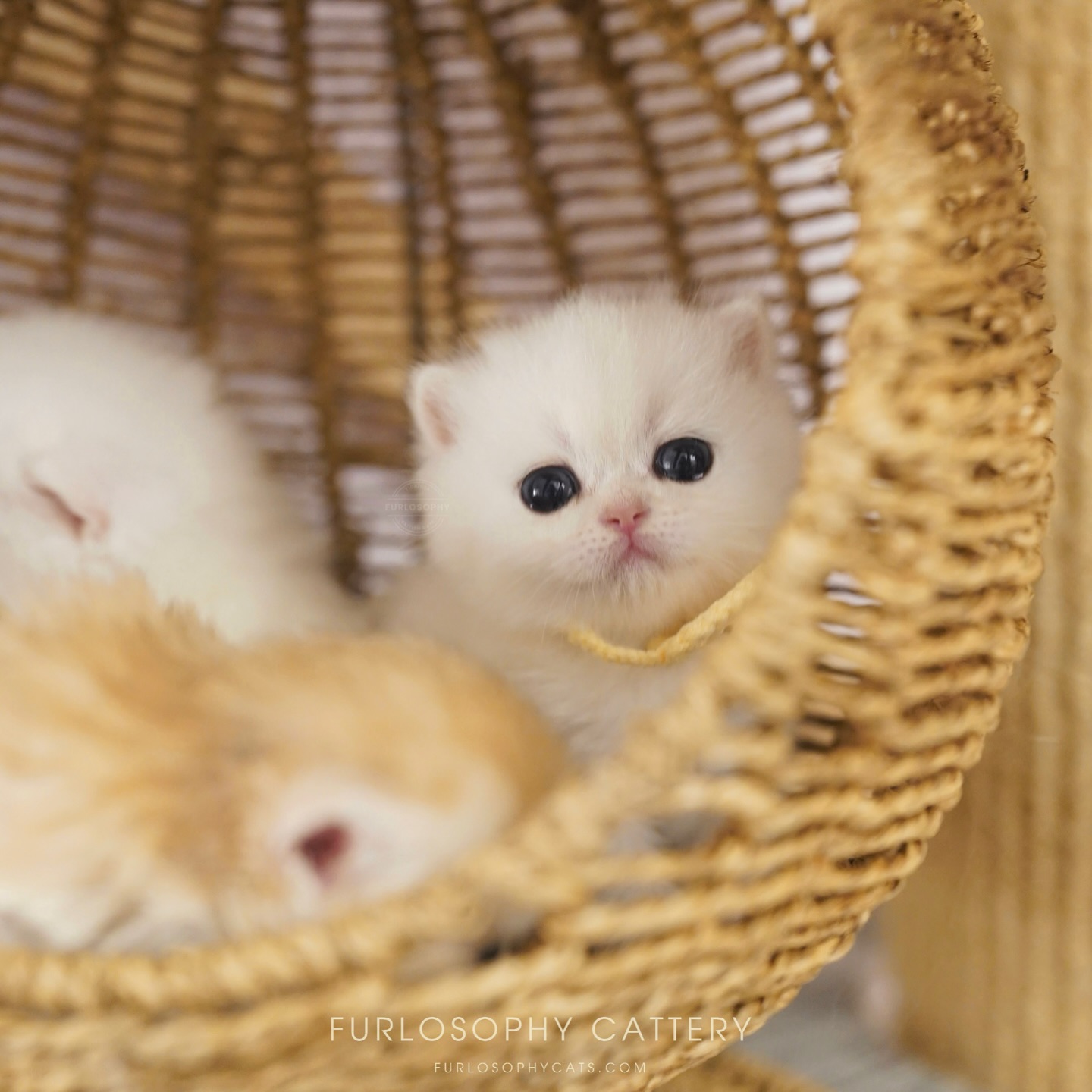 🥨available boy🥨
Sunshine cutieeeee
Please dm))
#britishshort #kitten #kitty #cat