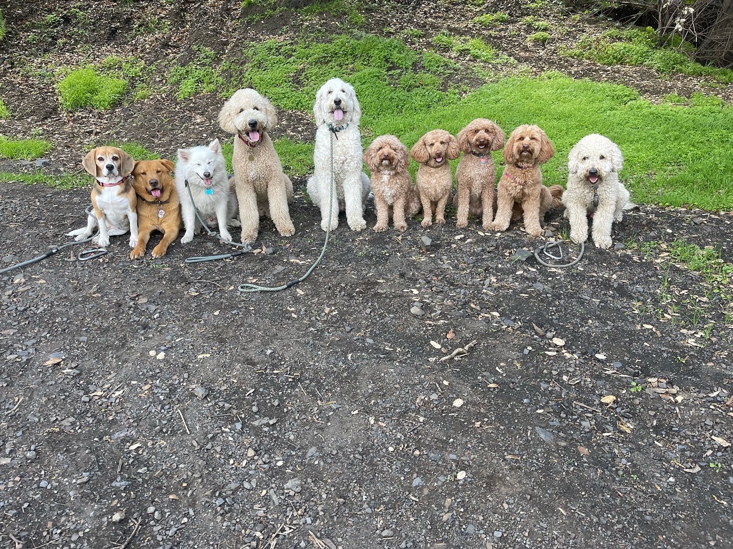 .
.
.
.
.
#packwalks #packwalk #dogwalker #dog #dogwalking #dogwalkerlife #dogwalkersofinstagram #dogwalkerslife #dogwalkers #dogs #doglover #hikingla #lahiking #hiking #dogsofinstagram