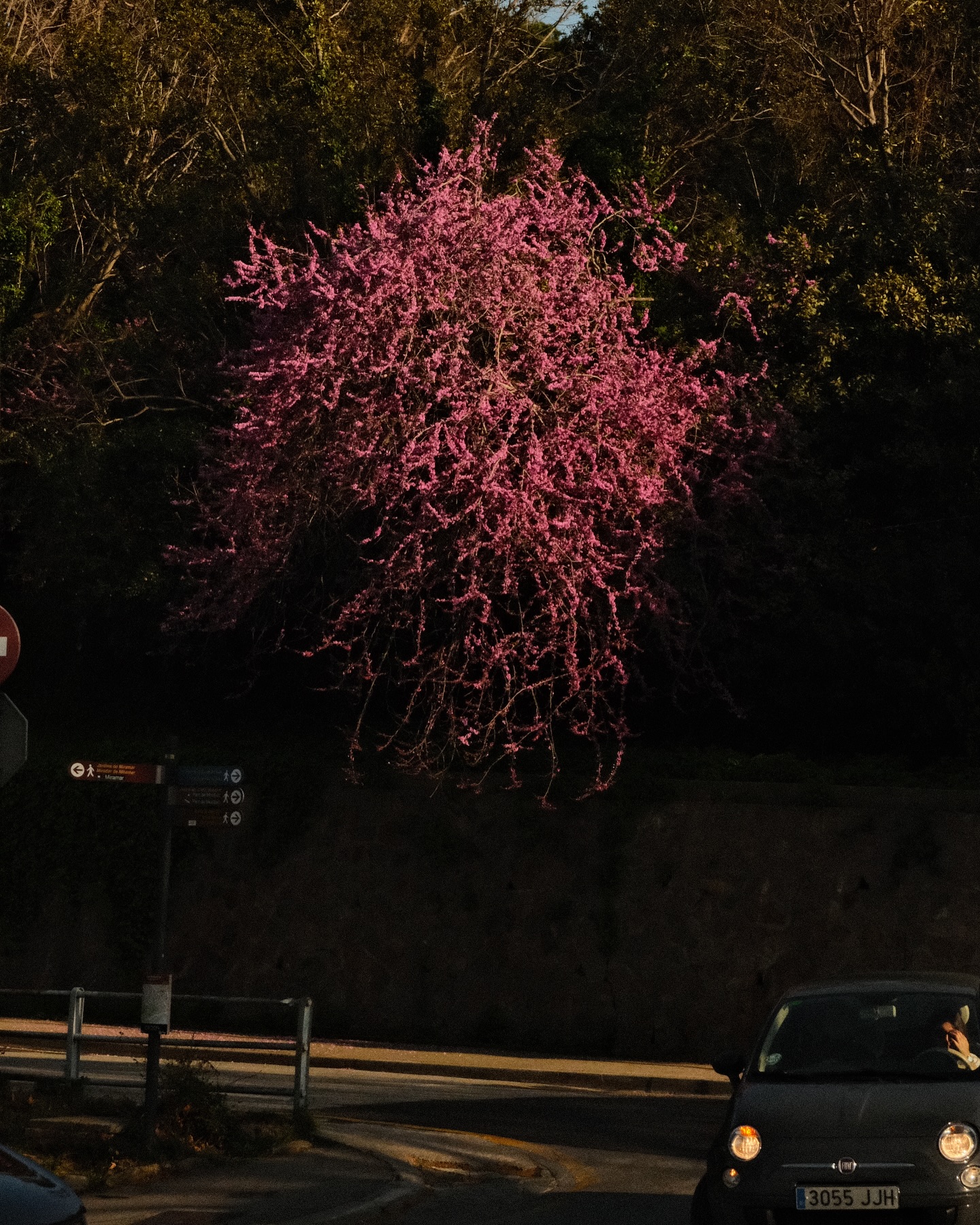 Foto blog sábado 5 de abril 2025