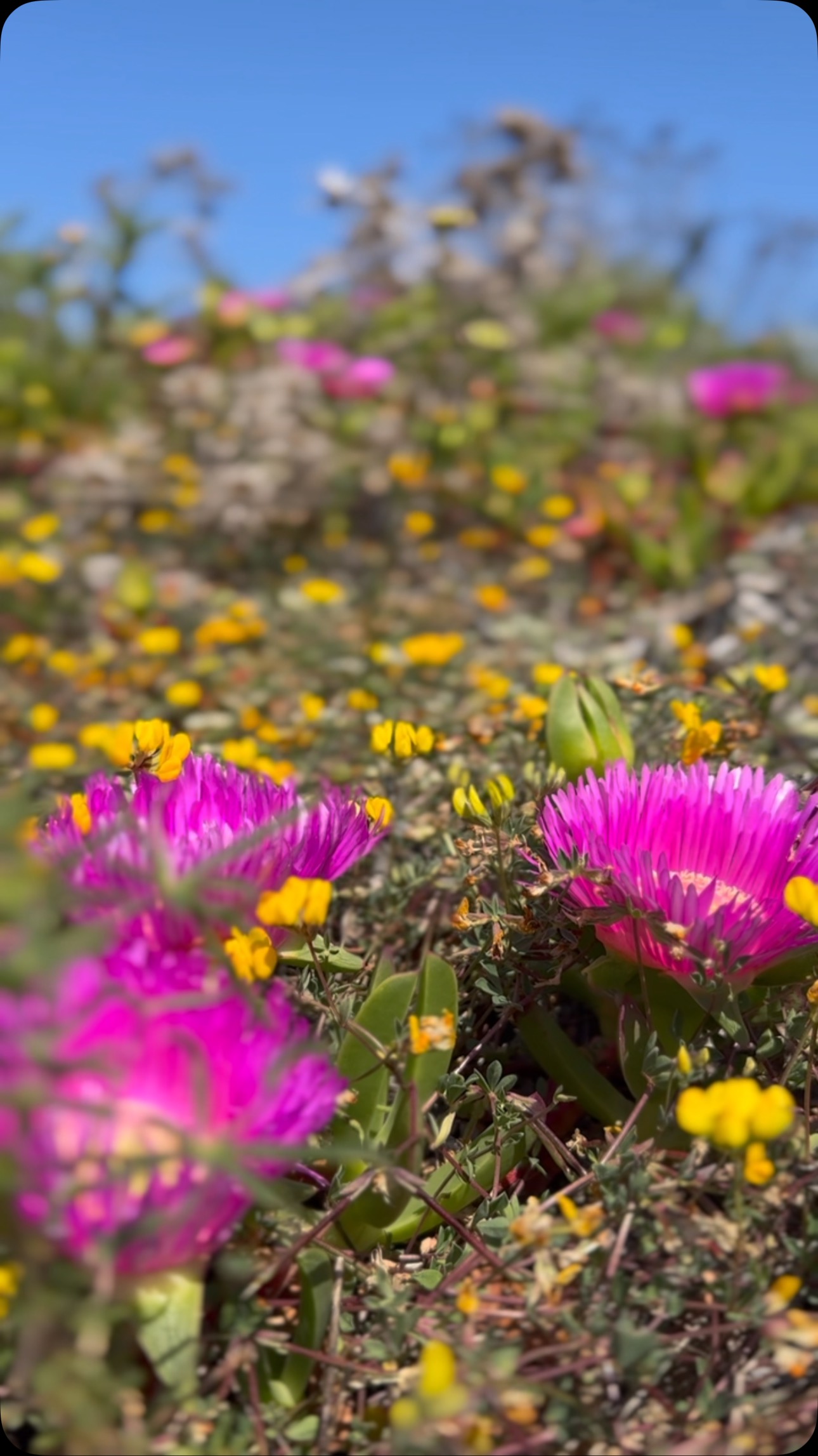 Spring has arrived in Sardinia!
The island’s in full bloom and everything smells amazing. We can’t get enough of the bright flowers, sunny colors, and that dreamy aquamarine sea. Come along for a little spring escape and let Sardinia’s floral magic work its charm! #Sardinia #VisitSardinia #DiscoverSardinia #MediterraneanEscape #SpringVibes #naturelover #yetanothersailingcouple #happysailor