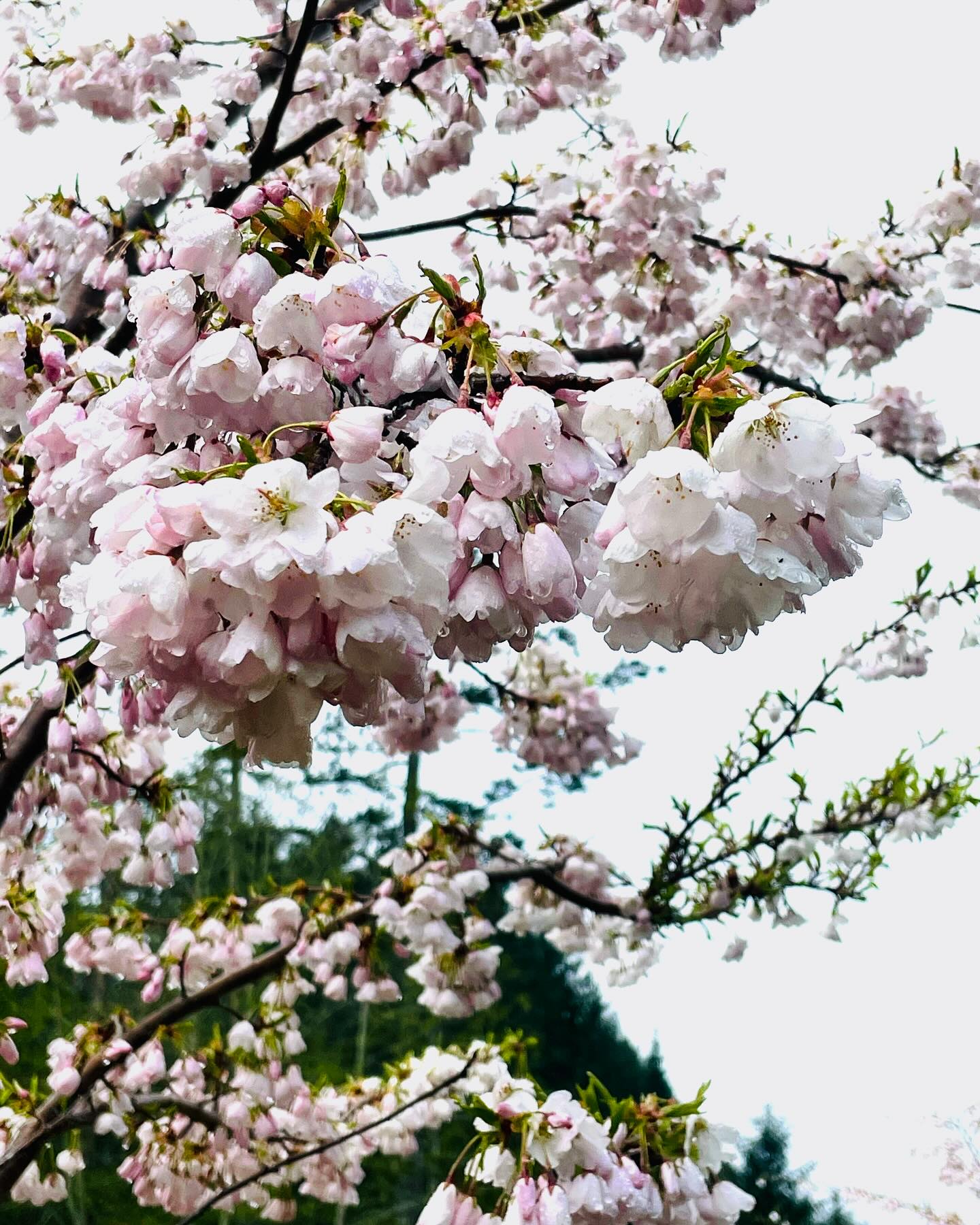 Cherry blossoms 🌸 our 8 year old trees are starting to spread out
