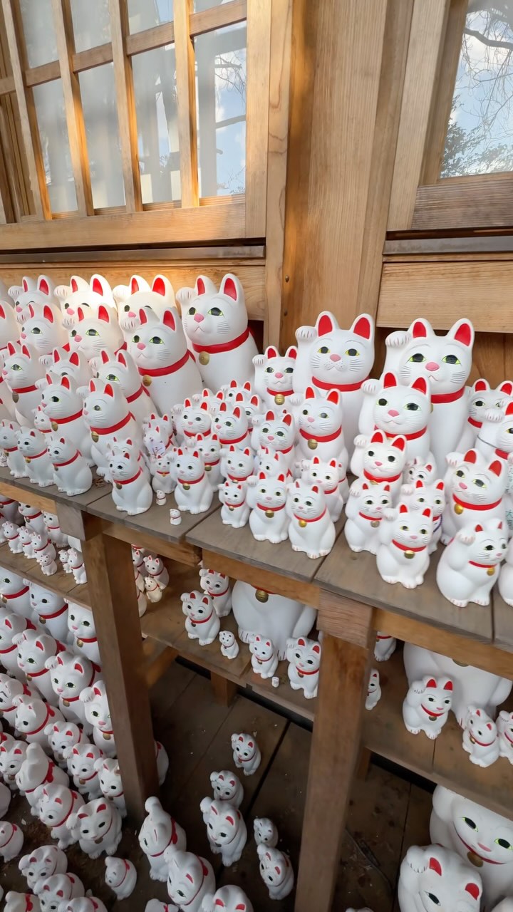 Manifesting good luck, one lucky cat at a time — Gotokuji Temple in Tokyo! 🐈
#GotokujiTemple #ManekiNeko #TokyoDiaries #TempleTour #qingtravels #travelreel #JapanTravel #TokyoTravel
