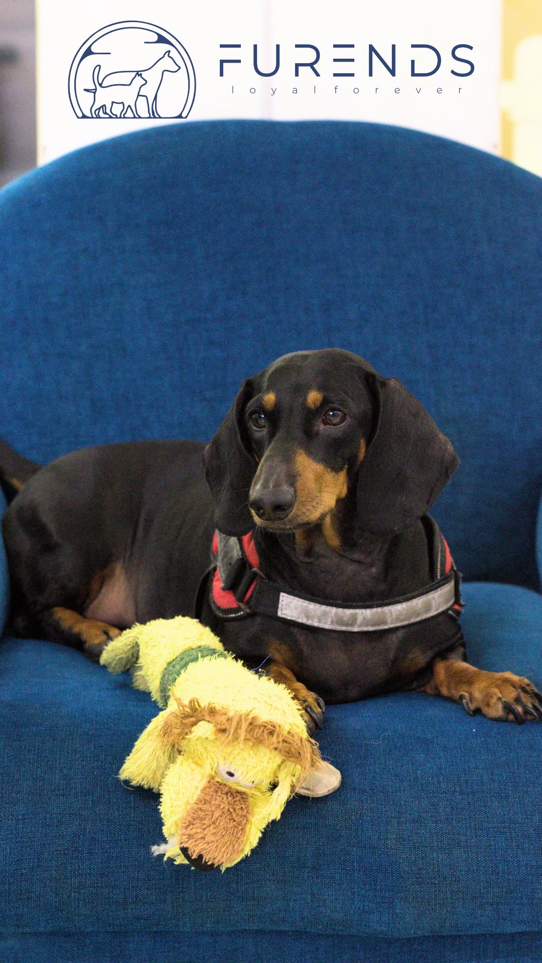 Now with Furends pet studio by your side ,travel stress free 🐶🐾
We offer Boarding,Grooming and Cafe services❤️
Dm to know the prices 🐾
#mumbaipetslovers #petstudio #trendingreels #mumbaipets #boarding #dogboardingkennels #luxurydogboarding #mumbaidogboarding #petcare #petcareprovider