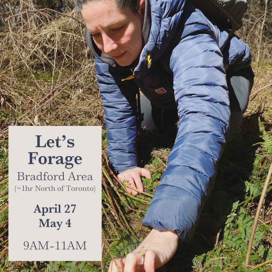 🌿 Join me in the wild for a foraging adventure! 🌱
If you're curious about wild plants and the incredible world of fermentation, I have two exciting foraging walks coming up in the Bradford area!
These walks are part of The Wildcrafted Pantry series, where we'll explore the forest, and learn how to transform those ingredients into delicious, wildcrafted creations in the kitchen and glass.
✨ Foraging Adventure: Learn the basics of wild foraging—perfect for beginners.
🍂 Fermentation Foraging Walk: Take your foraging skills to the next level by diving into the world of wild ferments. We will harvest ingredients to create a liquid wild yeast starter to make your own wild sodas!
🌱 Dates: April 27, May 4
⏰ Time:
Foraging Adventure: 9AM - 11AM
Fermentation Walk: 12PM - 2:30PM
📍 ~1 hour North of Toronto
(Bradford area)
Ready to explore the wild side of food? 💚
Let’s gather together and forage in nature's pantry!
Sign up on my website!
Link in bio!