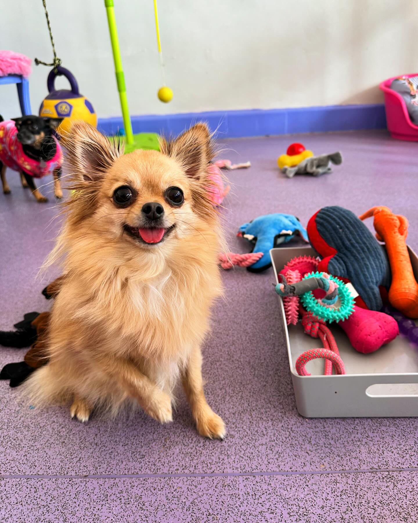 Fun for Tiny 💜🩷💛💙