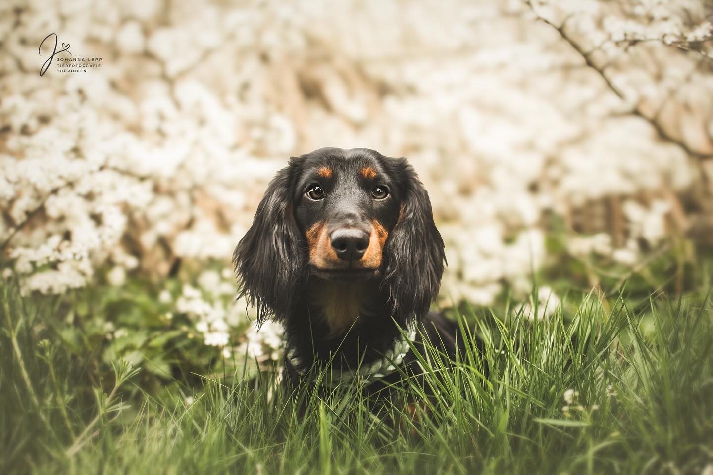 LUDWIG
Ich habe heute wieder viel vor dem Rechner gesessen und fleißig die Pferdebilder bearbeitet. Heute Nacht kommen dann alle in die Galerie, es sind nämlich rund 2500 Bilder entstanden und die laden in der Nacht am schnellsten 💻☺️
Gestern habe ich in Gotha eine kleine Kirschblüten Location getestet, die Bilder sind aber noch nicht durchgeschaut. Eventuell kann man da aber ein kleines Mini Shooting machen, wir werden sehen was die Bilder später sagen 🌸☺️
•
Du hast Fragen oder möchtest direkt ein Shooting buchen? Meld dich gern 🌸
📧 info@tierfotografie-thueringen.de
💻 www.tierfotografie-thueringen.de
#hundefotografie #tierfotografie #thüringen #dackel #dackelliebe