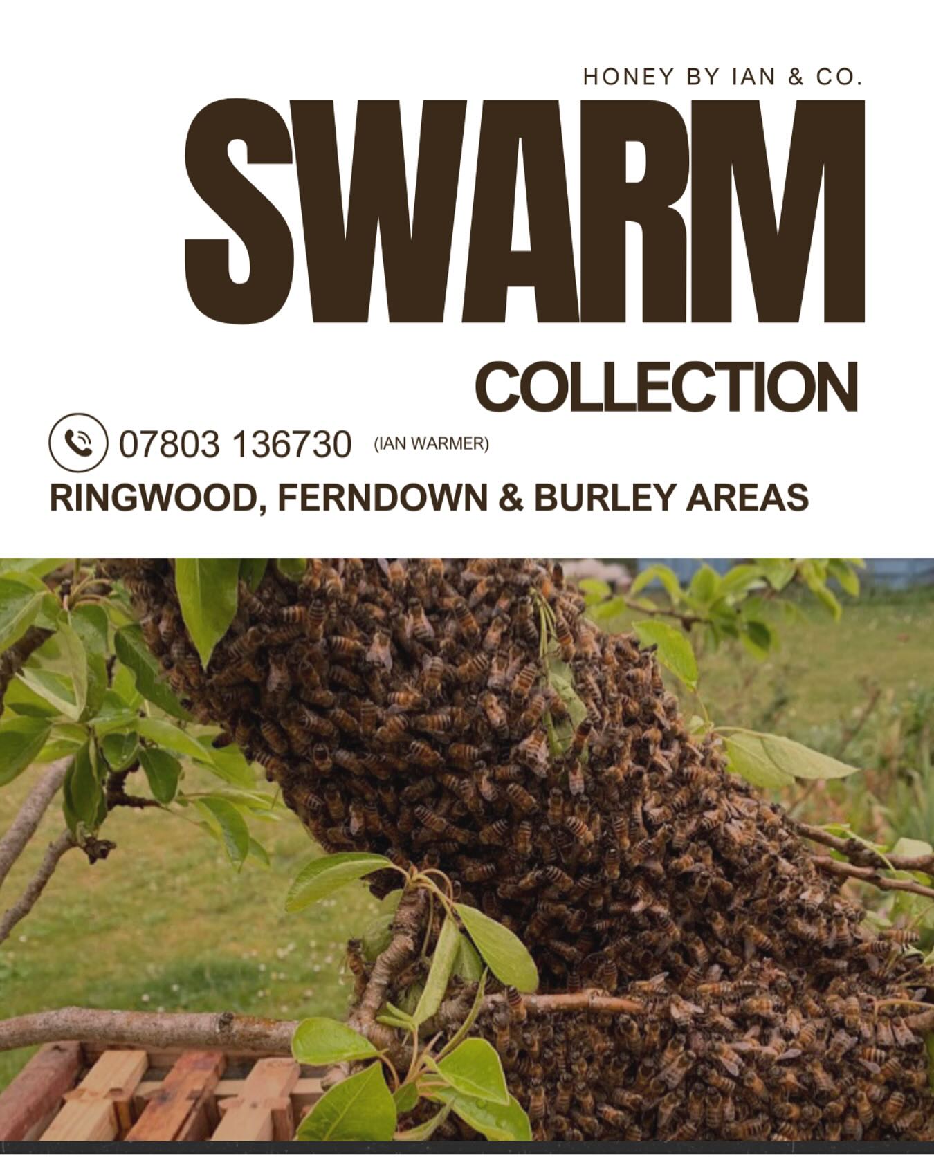 SWARM ALERT – Ringwood, Ferndown & Burley Areas 🐝
Swarm season is nearly here! If you spot a cluster of bees hanging in a tree, hedge, or building:
📞 Call Ian on 07803 136730
Swarming is a natural behaviour — bees are simply looking for a new home. They’re usually very calm, but they do need to be safely rehomed to survive.
Please don’t spray or disturb them — give us a call instead!
#BeekeepingUK #SwarmSeason #BeeRescue #RingwoodBees #FerndownBees #BurleyBees #SaveTheBees #LocalBeekeeper #PollinatorProtection #BeeAware #HoneybeeRescue #BeesOfInstagram #SupportPollinators #BeekeepingLife #BeekeepersOfInstagram #WildlifeRescue #BeeSwarm #SwarmCollection #UKBeekeeping #NatureHelp #GardenWildlife #EcoFriendlyLiving #BackyardBeekeeping #BeekeepingCommunity #BeeConservation #BeeFacts #HampshireBeekeeper #DorsetBees #ecoawareness