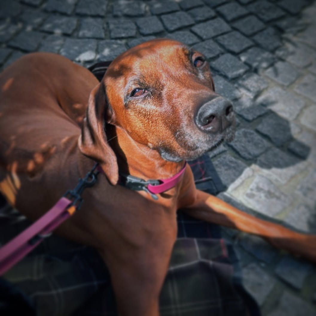 Wenn Herrchen die Decke vergisst, zaubert er einfach seine Jacke herbei! 😂✨ Damit die kleine Diva auch auf Reisen bestens liegen kann.
#rhodesianridgeback #ridgeback #hundeliebe #🐶