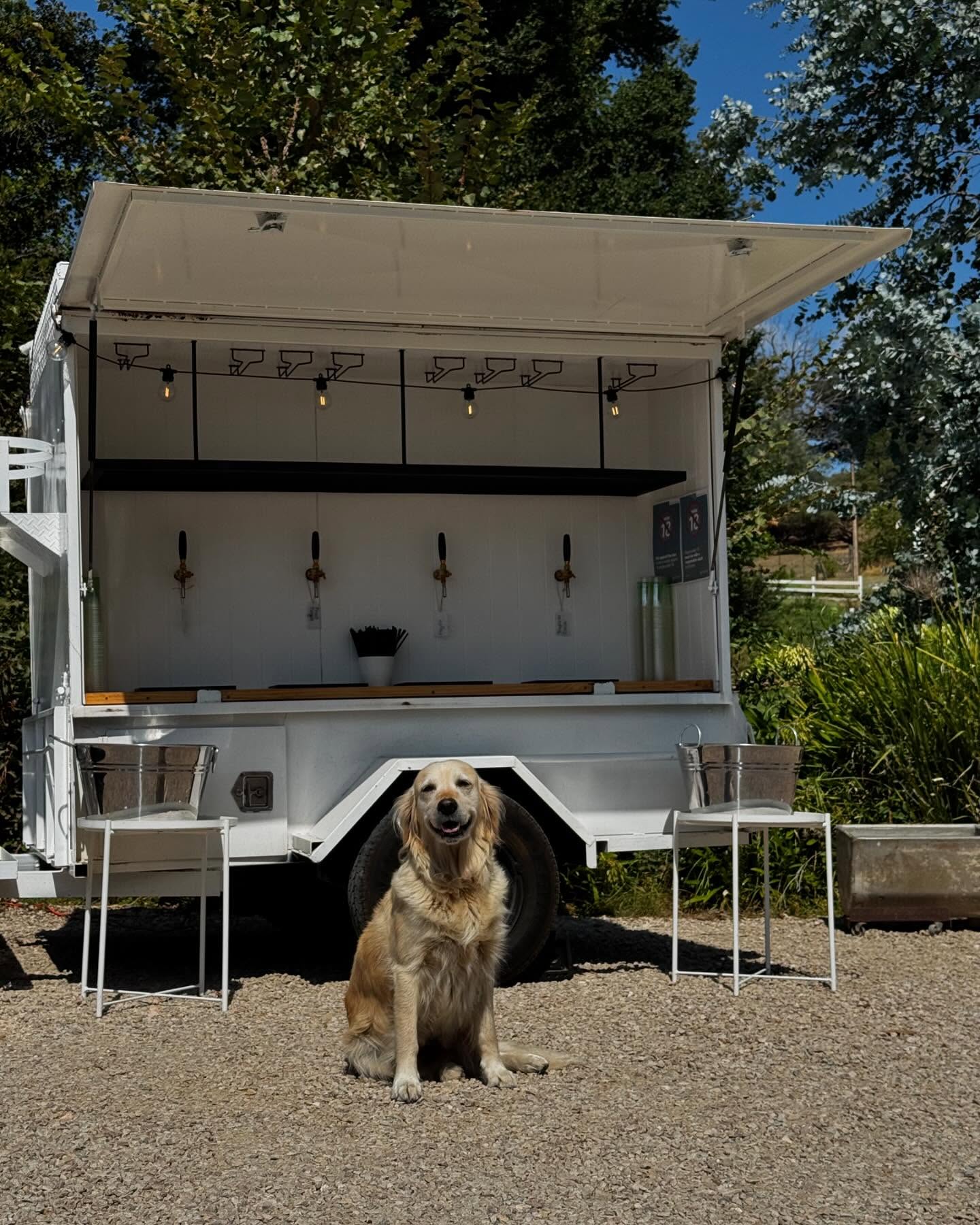 We couldn’t resist making Bunty from @netherhill_farm a permanent part of the feed. 🐶 Please invite us to more weddings with dogs, sincerely The Goodies Team. 🧡