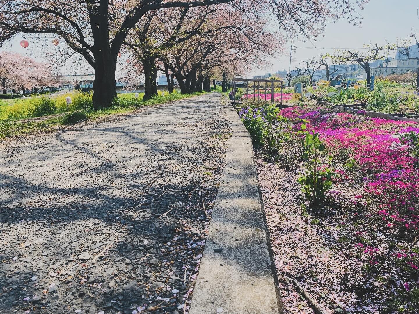 Un chemin bordé de sakura, des fleurs de saison à perte de vue, et… pas un bruit.
Loin de la foule et des clichés touristiques, certains lieux préservés existent encore, même en plein Tokyo.
Avec un peu de curiosité et d’expérience, il est possible de les trouver — et de vous y accompagner pour vivre un Japon plus calme, plus intime, plus vrai.
A cherry blossom path, seasonal flowers stretching as far as the eye can see… and not a sound.
Far from the crowds and tourist clichés, there are still peaceful spots to be found — even in the heart of Tokyo.
With a bit of curiosity and local insight, I can help guide you to these quiet corners, where Japan reveals a more intimate and authentic side.
#hanami #sakura #cherryblossom #tokyohiddenplaces #quietjapan #offthebeatenpathjapan
#japanwithaguide #springinjapan #naturedujapon #japantravel #instajapan
#voyageaujapon #guidefrancophonejapon #slowtravel #japanexperience