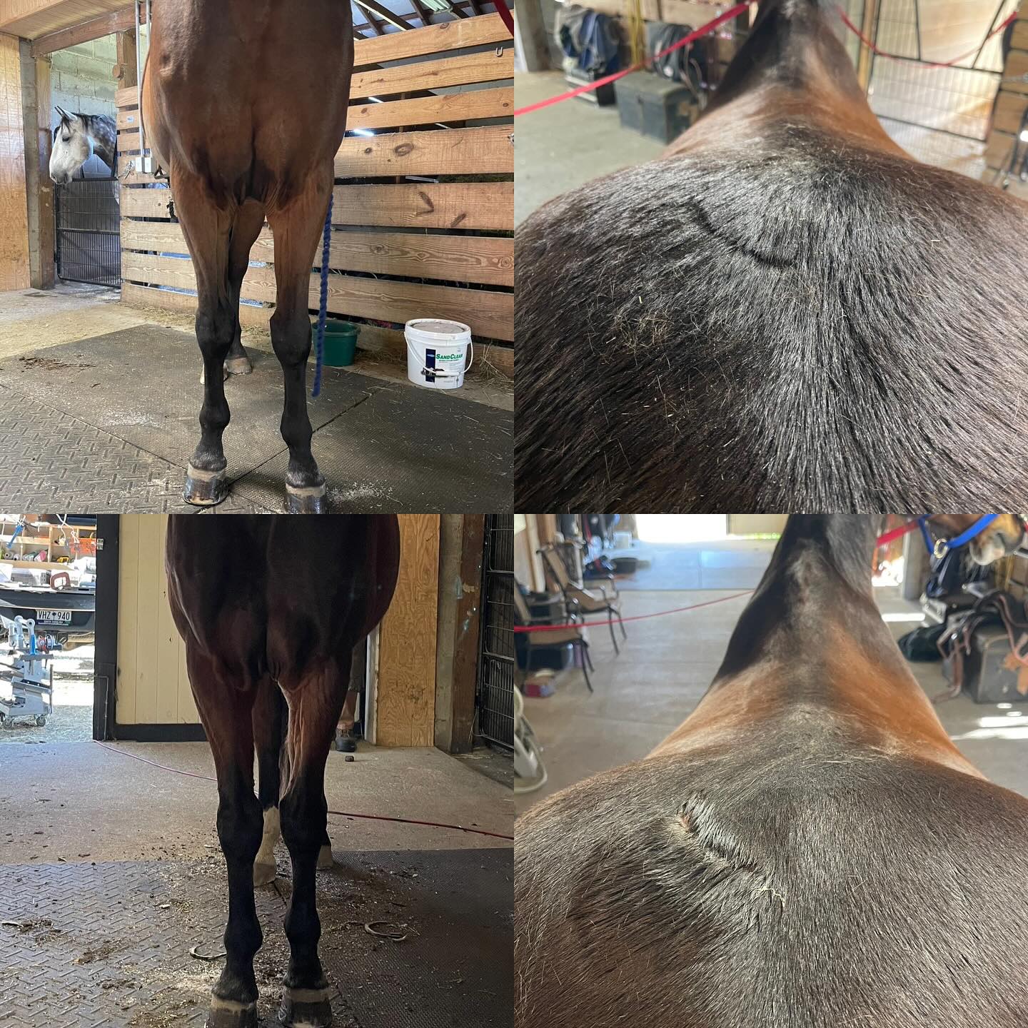 Short and effective work is and will always be much more beneficial than longer more repetitive work.
When I started down the rabbit hole of physio work and movement/neuro science (thank you @pantherflows for all the wonderful information you share), this was one of the big lightbulb AHA moments for me.
I’ve often been told/heard from all sorts of trainers both English and western that you have to be consistent, put in the time and drill certain exercises or movements to get the horse to build fitness, muscle and “muscle memory” to perform certain tasks.
I’ve seen it in liberty training, ranch/reining, dressage (chasing after the elusive perfect 20m circle) etc. repetition repetition repetition was named king.
Before I knew better, I believed it with ignorant skepticism. I would watch horses out in the pasture performing what we allegedly had to teach them without any sort of significant change in building what we see as a more effective top line. So something wasn’t quite adding up.
The more I learned about mechanics, movement and anatomy the more I realized that repetition was more for the human than the horse. That meaningful movement done once was more effective than “perfect” movement done 20 times.
And the proof is in the pudding. My ability to help horses find healthy and functional movement can be seen not only in the progression of building muscle, but also in how they choose to move freely on their own without my influence.
This is Jack, a 14 yo westphalen gelding who came in a month ago. Top images are from today, bottom images are from when he first arrived, and the last is him and Ollie having a bit of fun after a good spring storm 😊