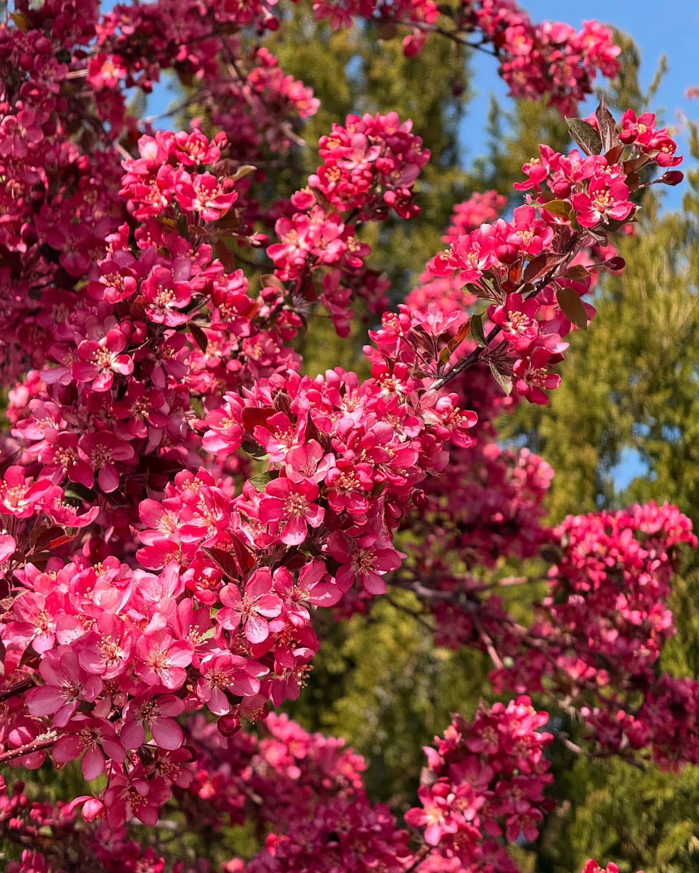 Hello, spring. 👋 🌺
Growing up in Puerto Rico, I didn’t know seasons. I remember my first glimpse of fall, visiting my grandparents in Indiana and seeing the glorious autumn foliage — it was magical to me.
Our annual trips to Colorado for a week of winter filled me with a lifelong love of snow and the pure, glimmering beauty of winter.
And then there’s spring…
Springtime in CO always fills me with a heady sense of optimism and promise, the vibrant newness of a world that was dormant waking up to a new dawn…
There’s a lot to be frustrated about right now in the world, much to be disappointed and angry about. Besides controlling what I can control and trying to lean into causes I care about to affect positive change, I also try to take solace and make time to appreciate the beauty around me, the realization — more evident than ever at springtime — that everything is temporary, and there’s new life and possibility around every corner, just waiting to emerge… 🌿🍃🌼
What’s your favorite season? 👇
#springtimevibes #springincolorado #springblooms #mentalhealthbreak #appreciateeveryday #embracethejourney